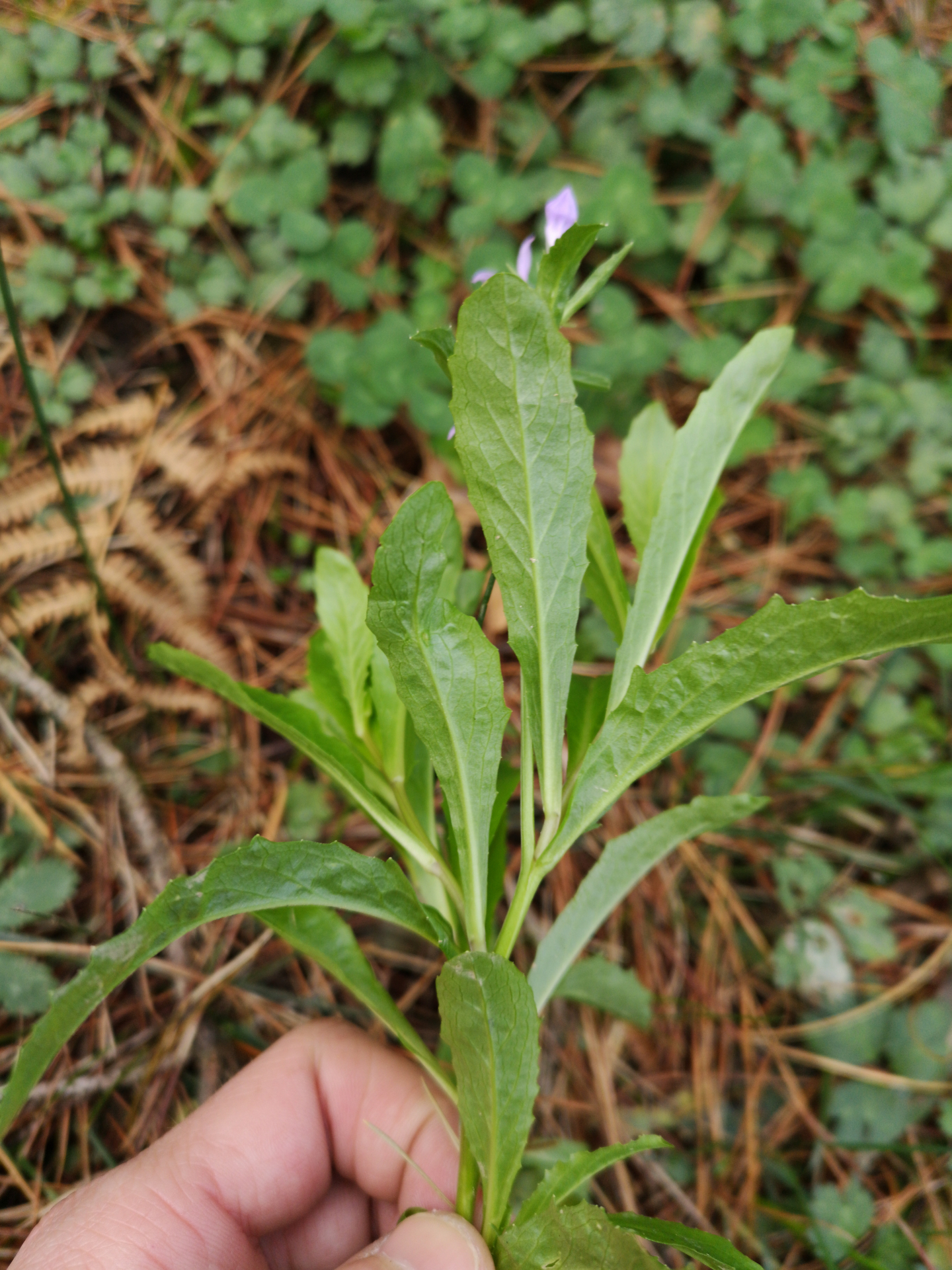 Lobelia urens L. - Photo Bivouac Naturaliste