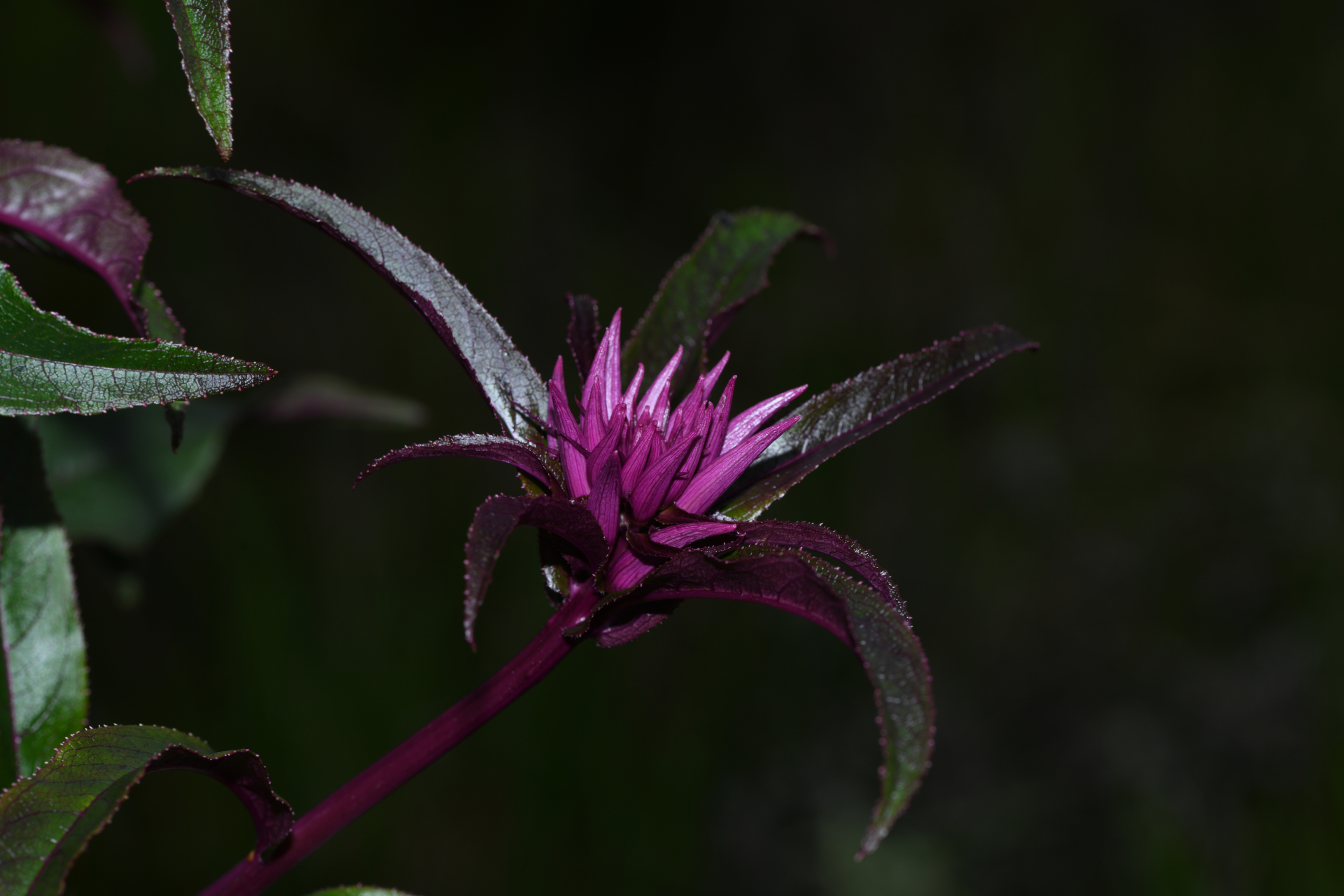 Lobelia hilaireana (Kanitz) E.Wimm. - Photo Bivouac Naturaliste