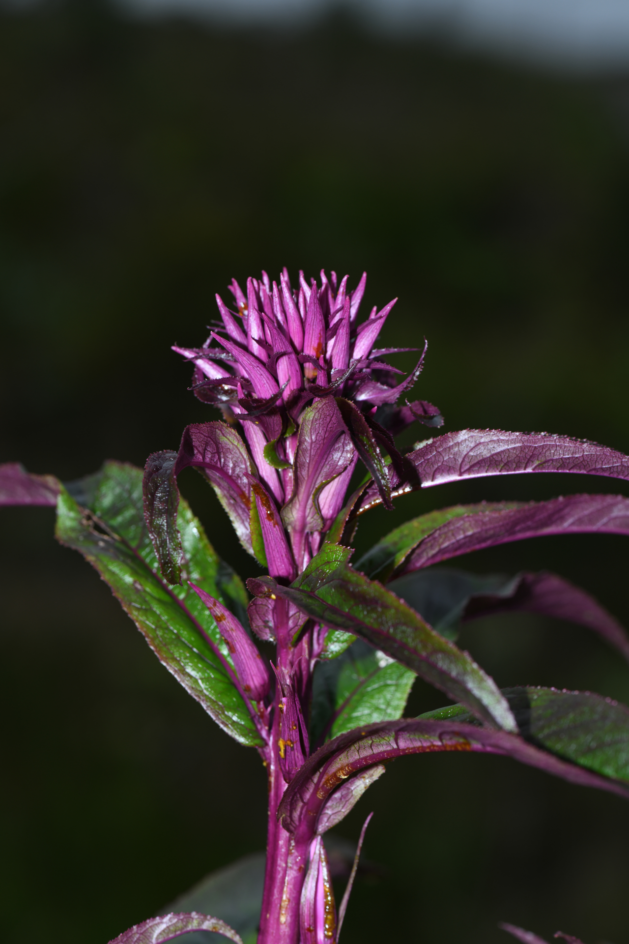 Lobelia hilaireana (Kanitz) E.Wimm. - Photo Bivouac Naturaliste