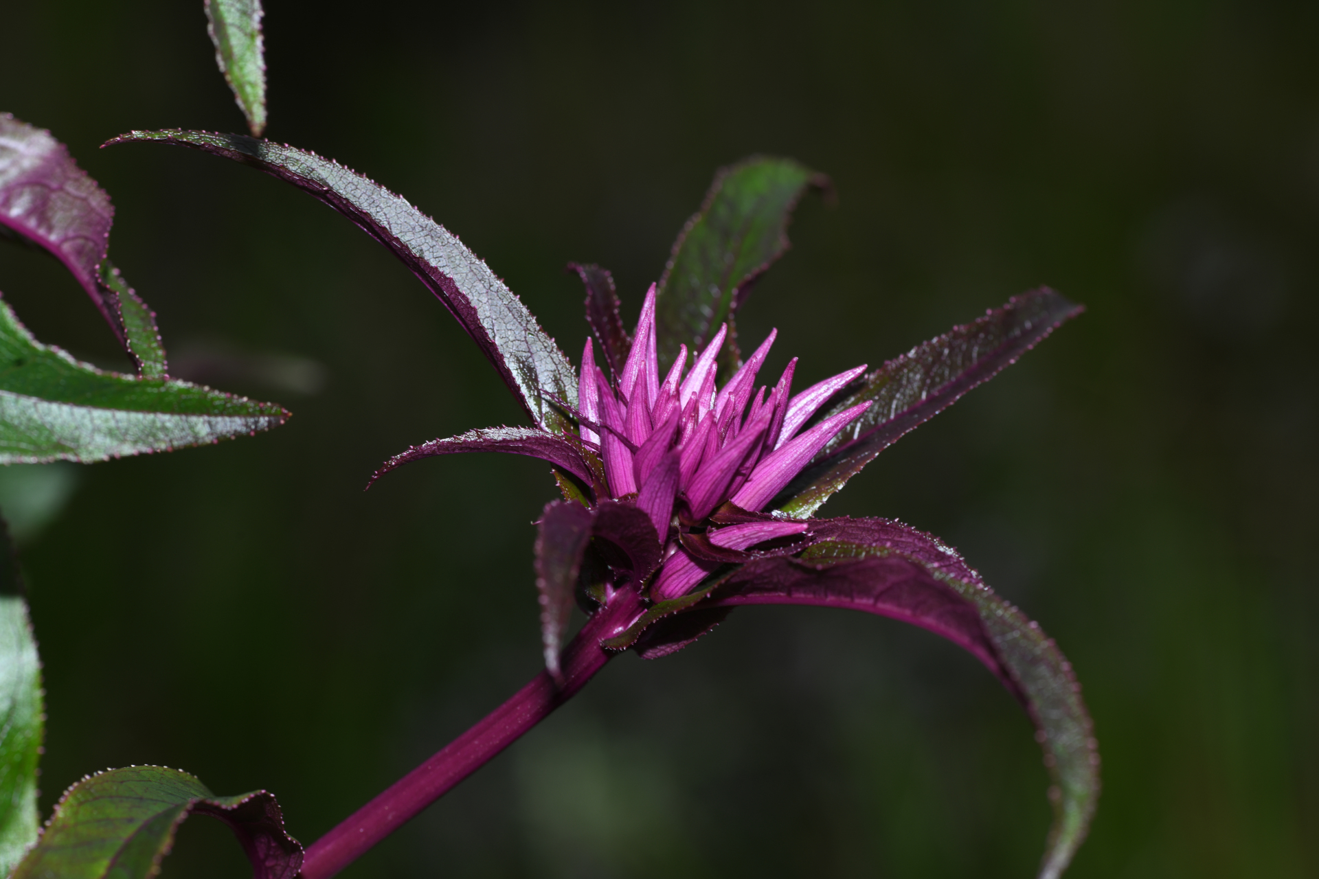 Lobelia hilaireana (Kanitz) E.Wimm. - Photo Bivouac Naturaliste