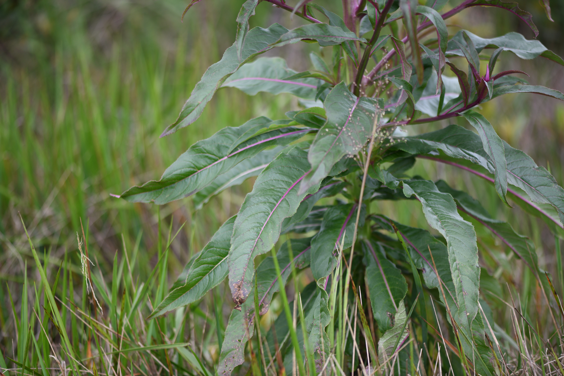 Lobelia hilaireana (Kanitz) E.Wimm. - Photo Bivouac Naturaliste