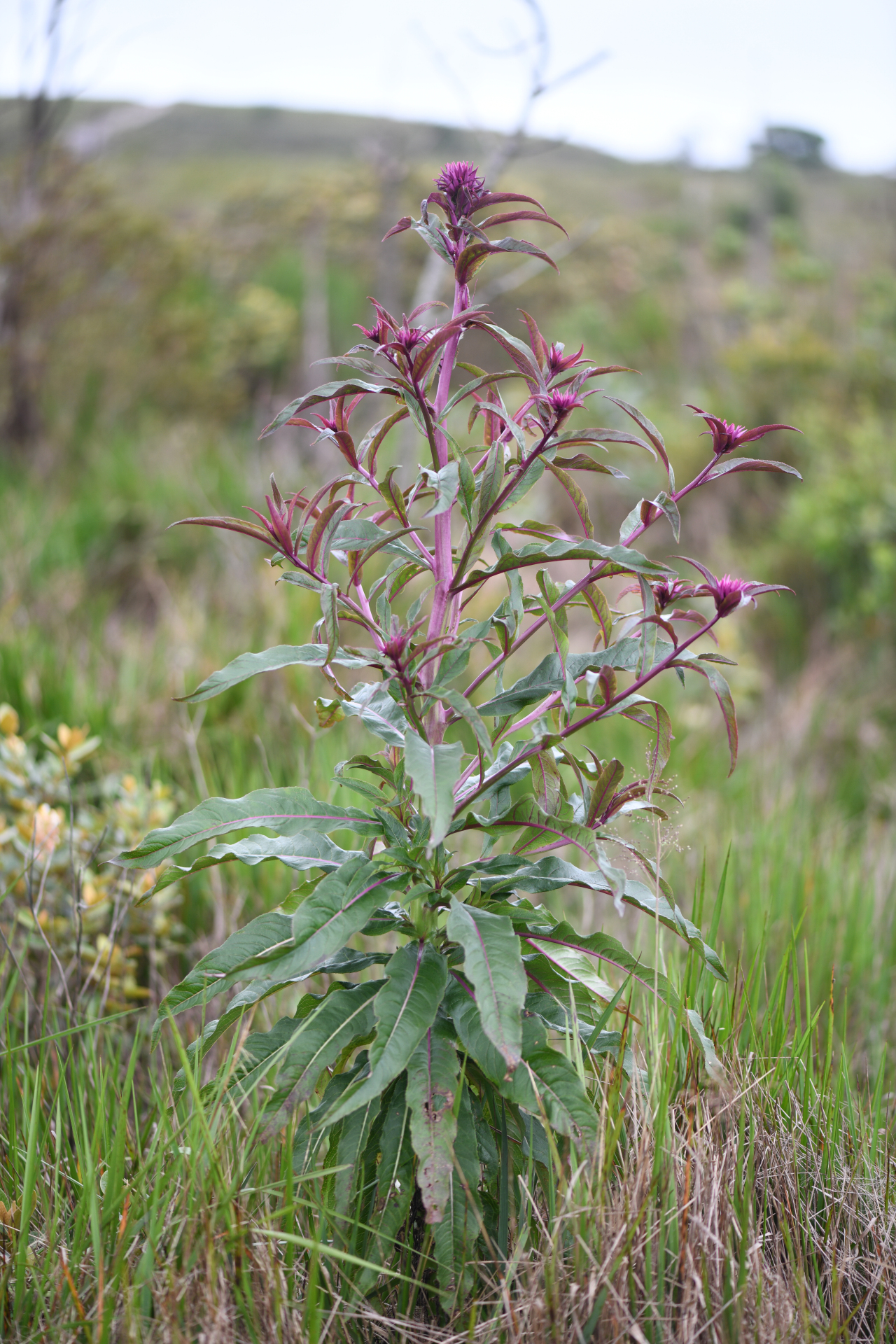 Lobelia hilaireana (Kanitz) E.Wimm. - Photo Bivouac Naturaliste