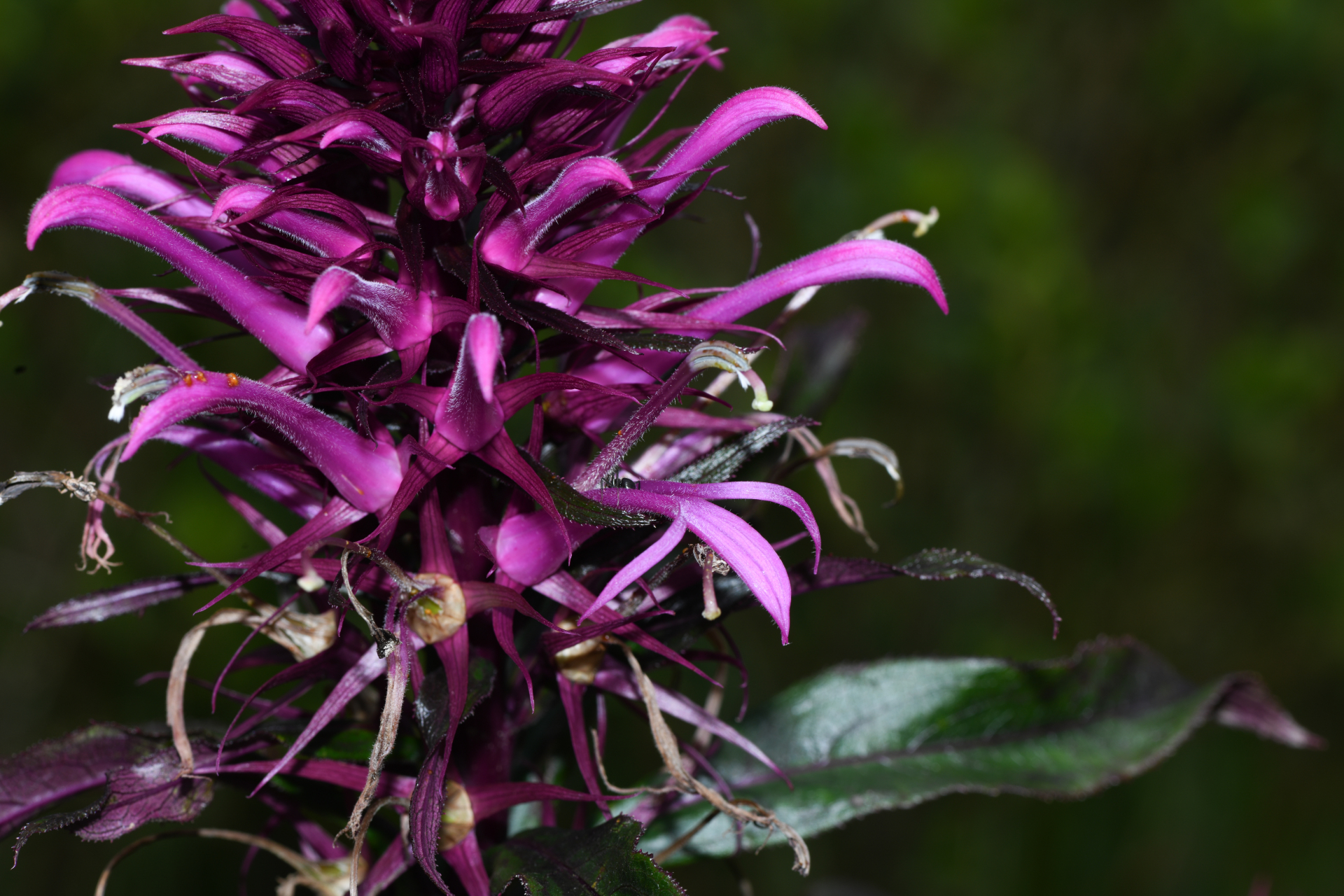Lobelia hilaireana (Kanitz) E.Wimm. - Photo Bivouac Naturaliste