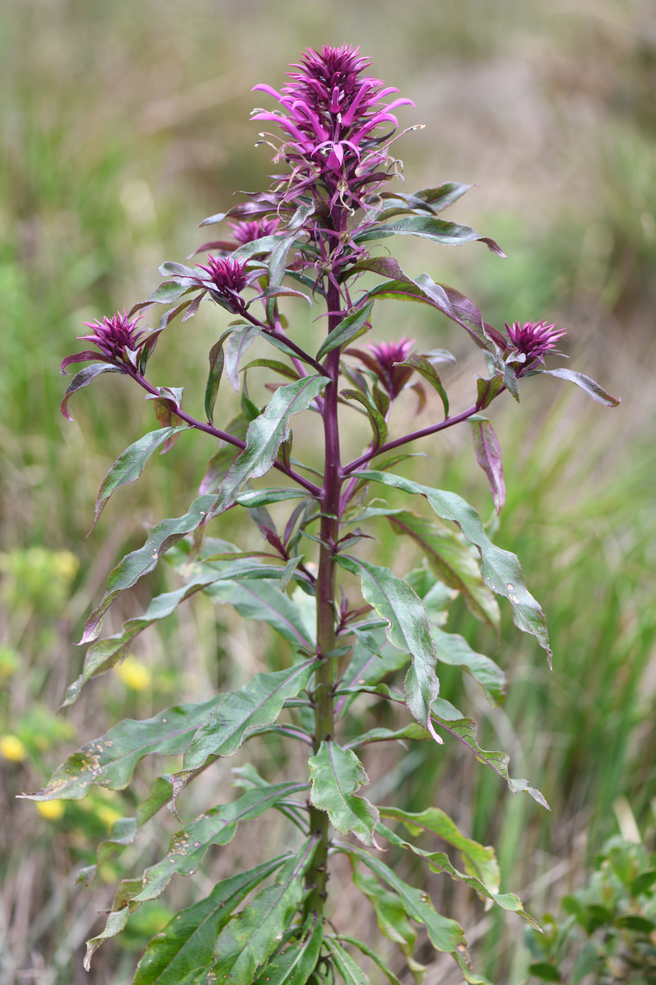 Lobelia hilaireana (Kanitz) E.Wimm. - Photo Bivouac Naturaliste