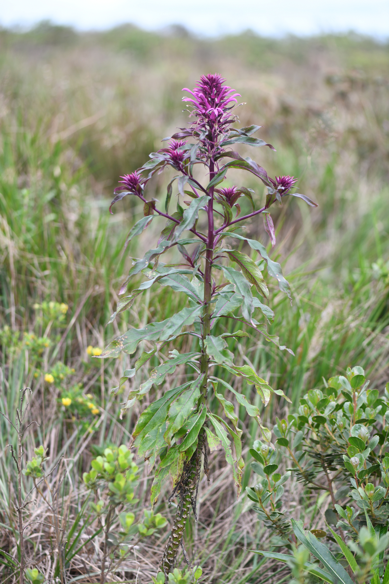 Lobelia hilaireana (Kanitz) E.Wimm. - Photo Bivouac Naturaliste