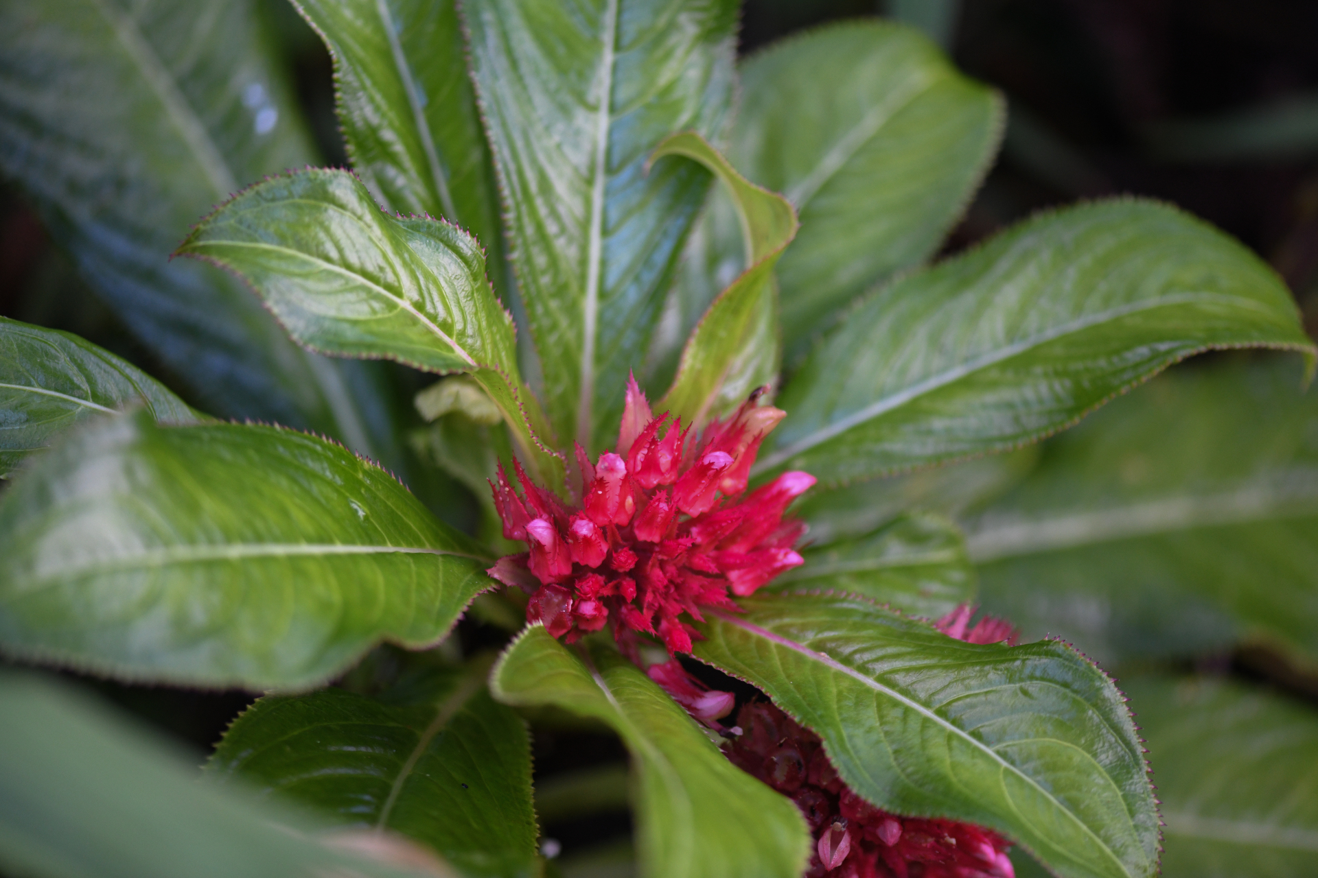 Lobelia conglobata Lam. - Photo Bivouac Naturaliste