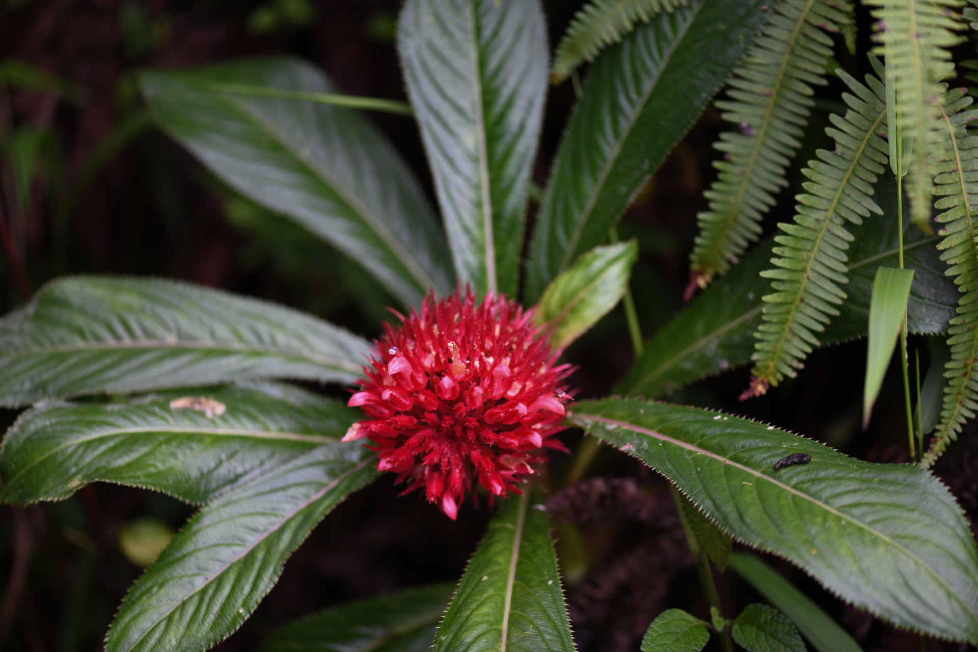 Lobelia conglobata Lam. - Photo Bivouac Naturaliste