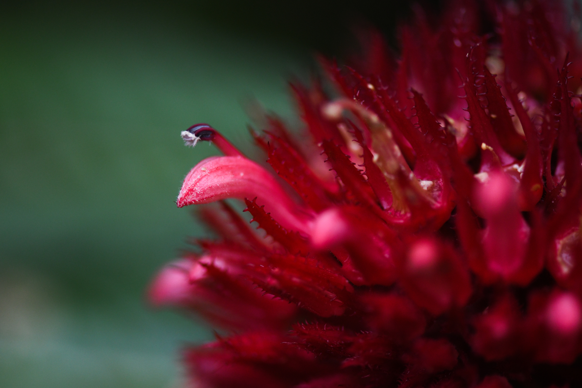 Lobelia conglobata Lam. - Photo Bivouac Naturaliste