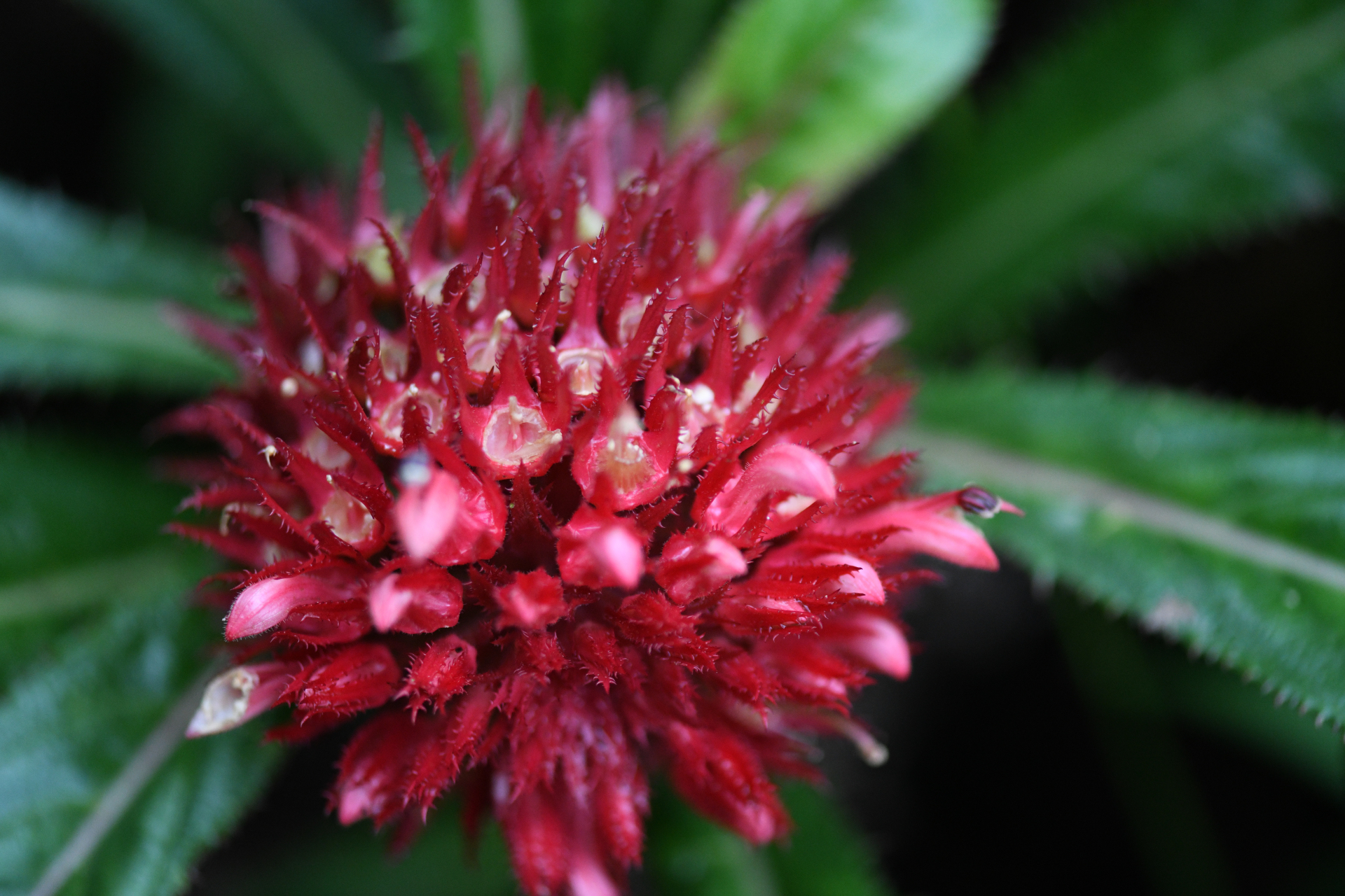 Lobelia conglobata Lam. - Photo Bivouac Naturaliste