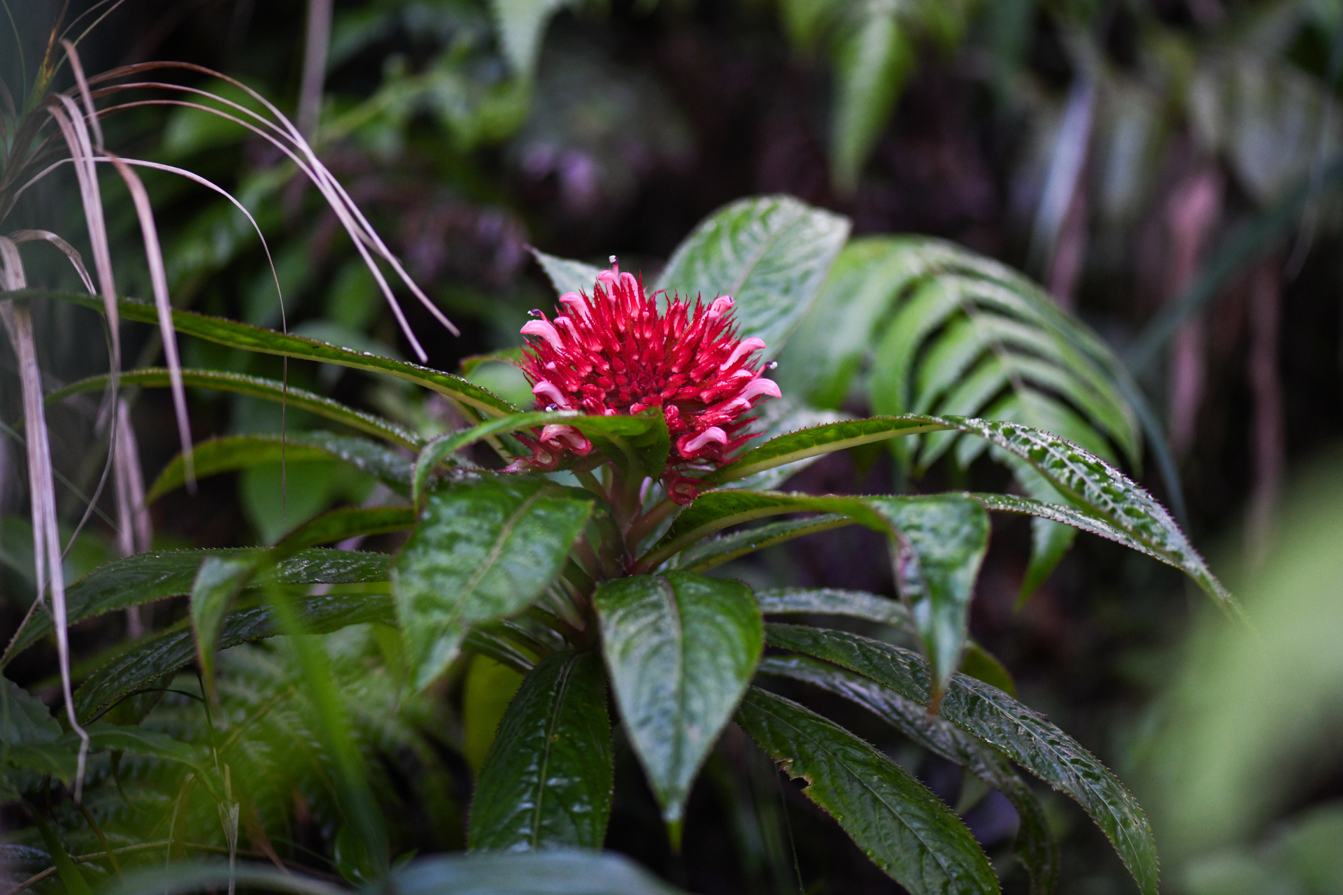 Lobelia conglobata Lam. - Photo Bivouac Naturaliste