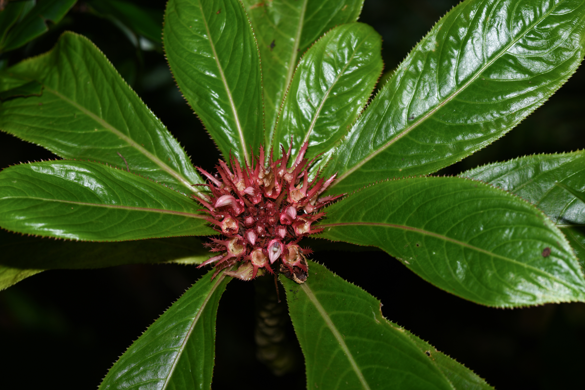 Lobelia conglobata Lam. - Photo Bivouac Naturaliste