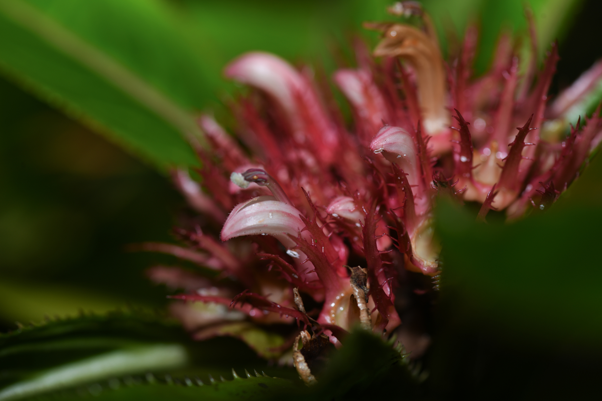 Lobelia conglobata Lam. - Photo Bivouac Naturaliste