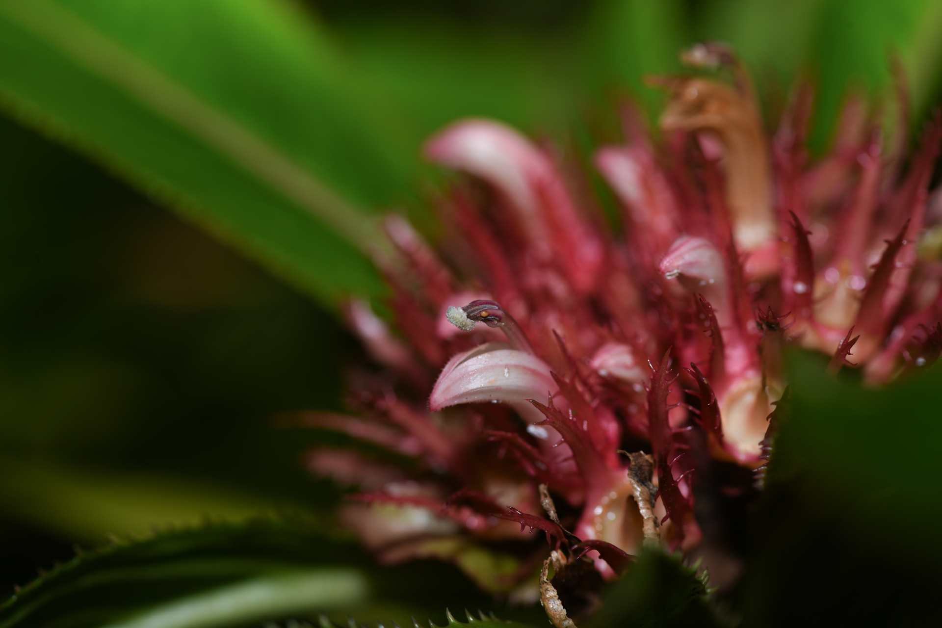 Lobelia conglobata Lam. - Photo Bivouac Naturaliste