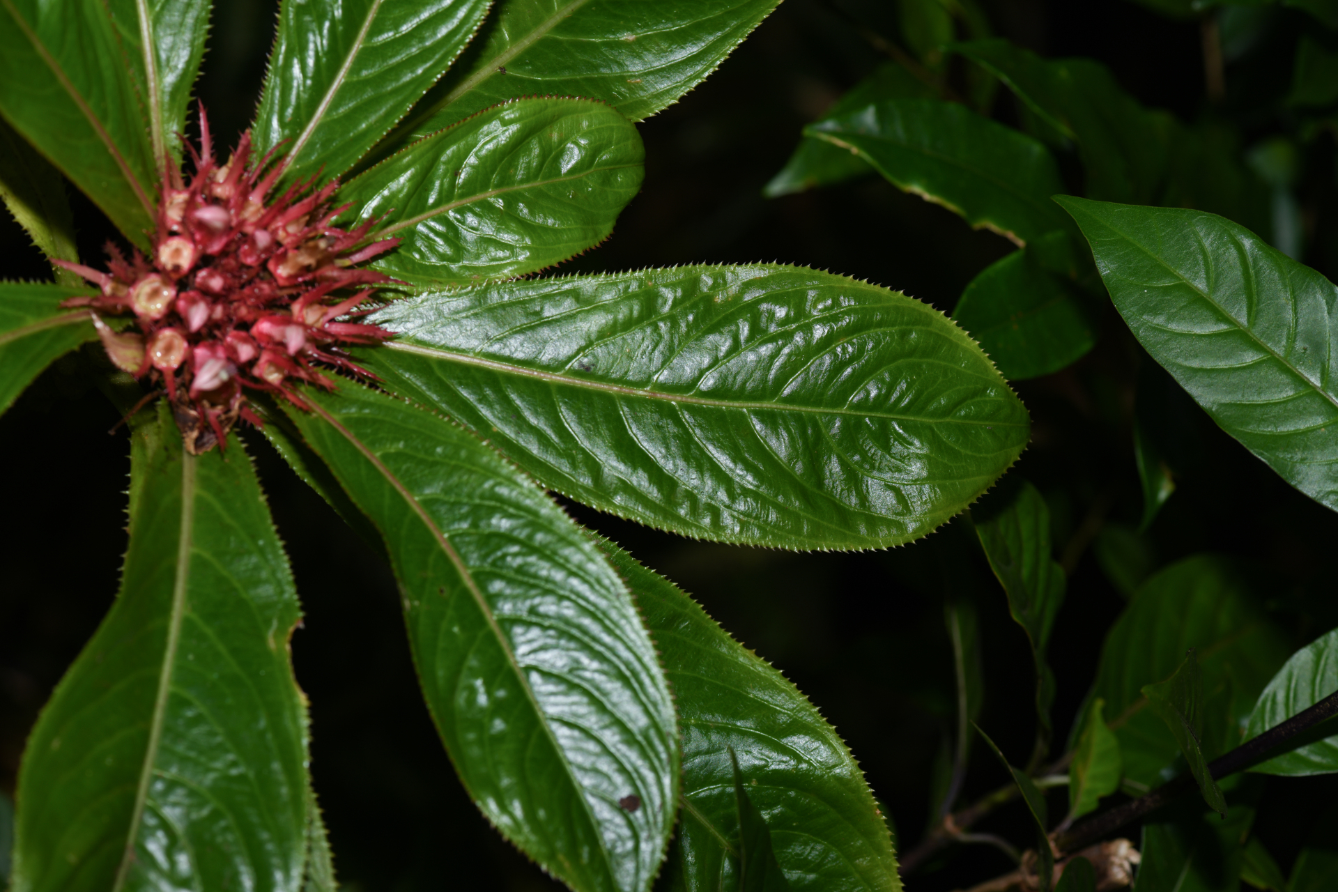 Lobelia conglobata Lam. - Photo Bivouac Naturaliste