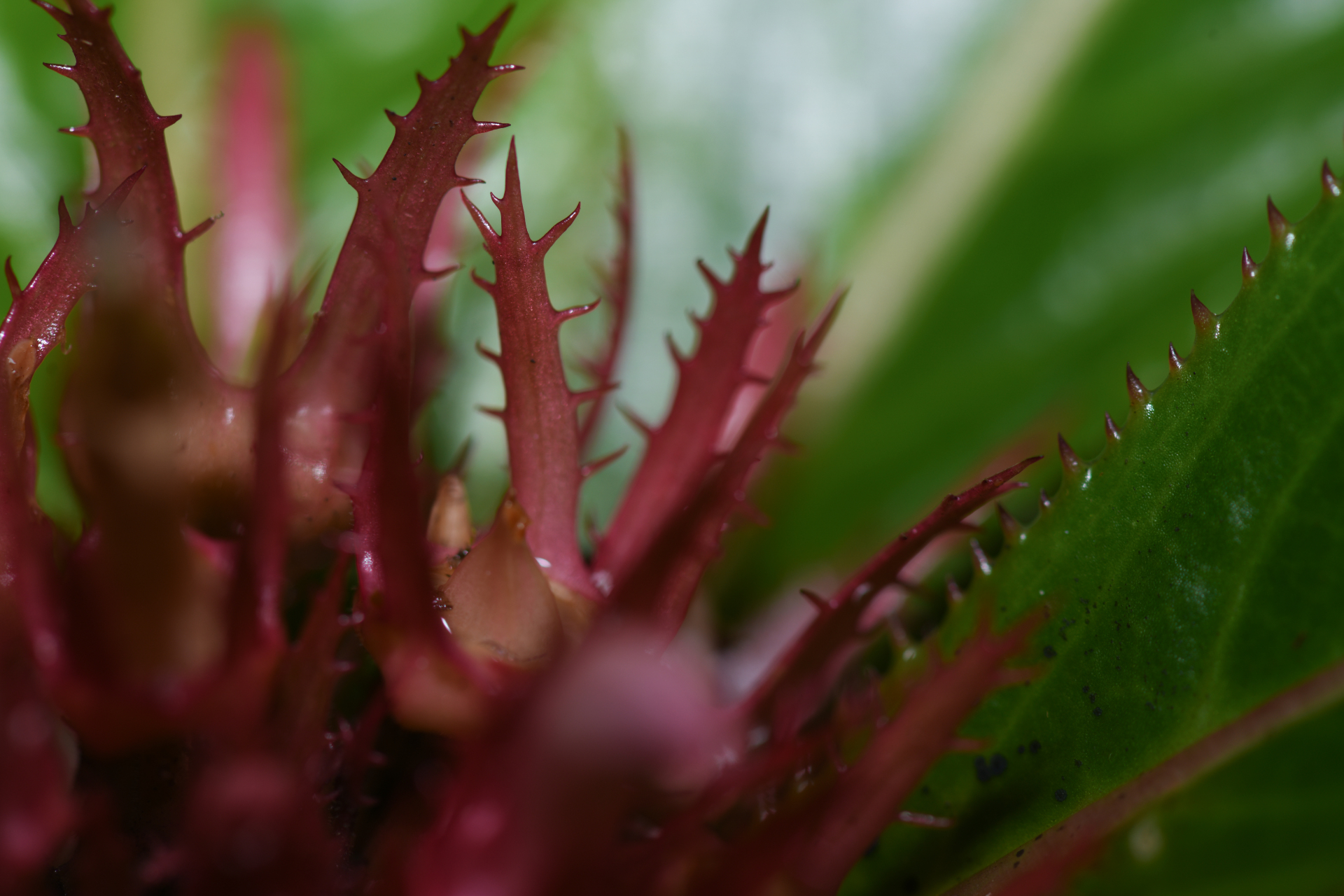 Lobelia conglobata Lam. - Photo Bivouac Naturaliste