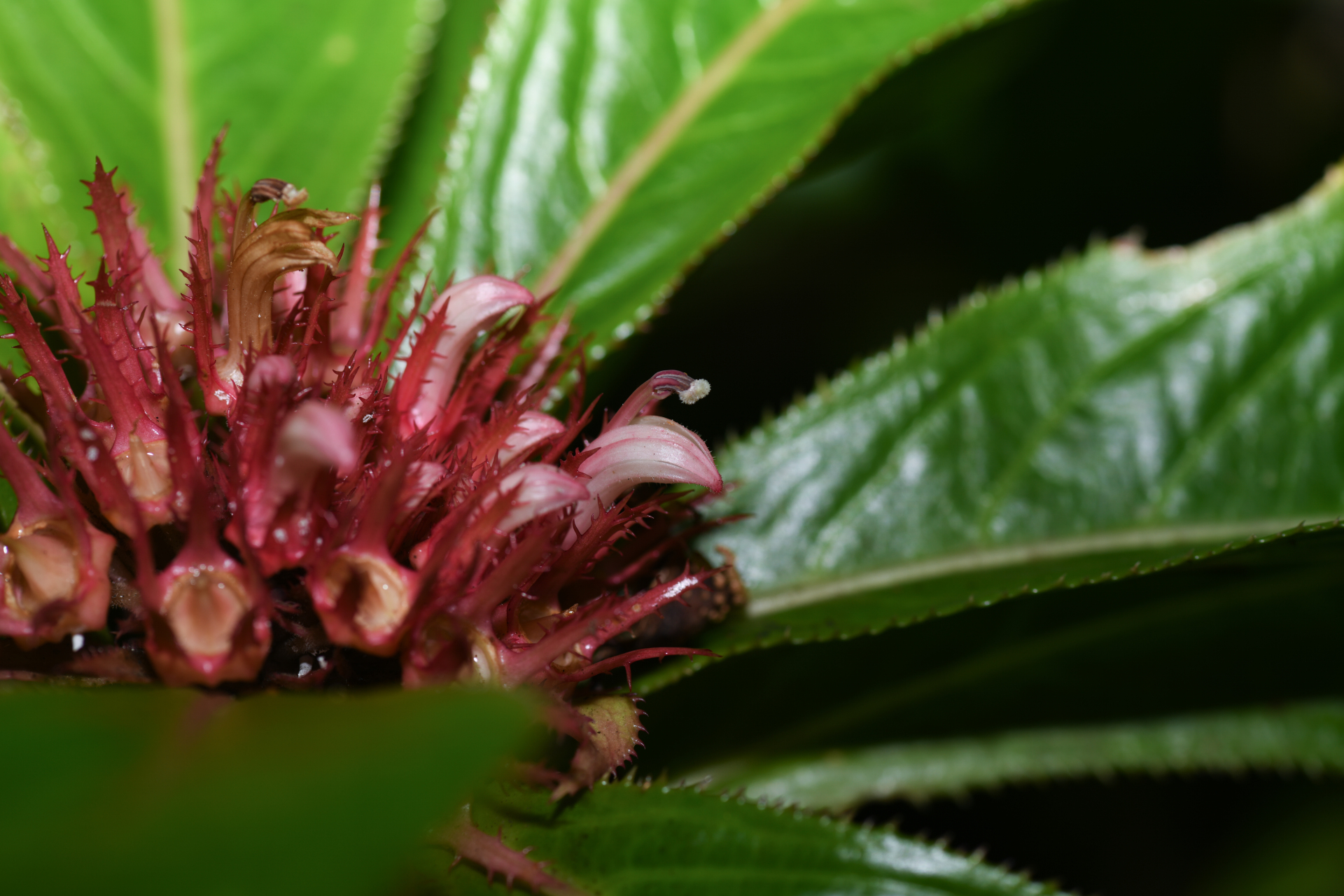 Lobelia conglobata Lam. - Photo Bivouac Naturaliste
