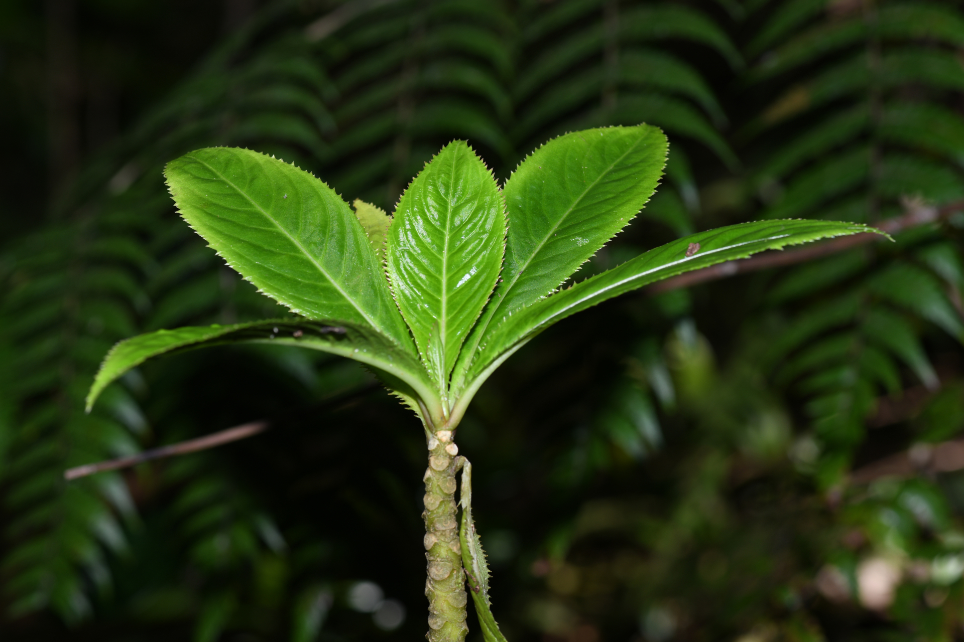 Lobelia conglobata Lam. - Photo Bivouac Naturaliste