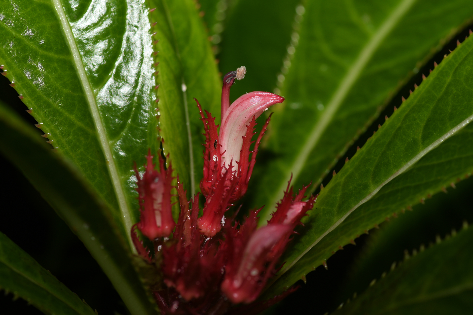 Lobelia conglobata Lam. - Photo Bivouac Naturaliste
