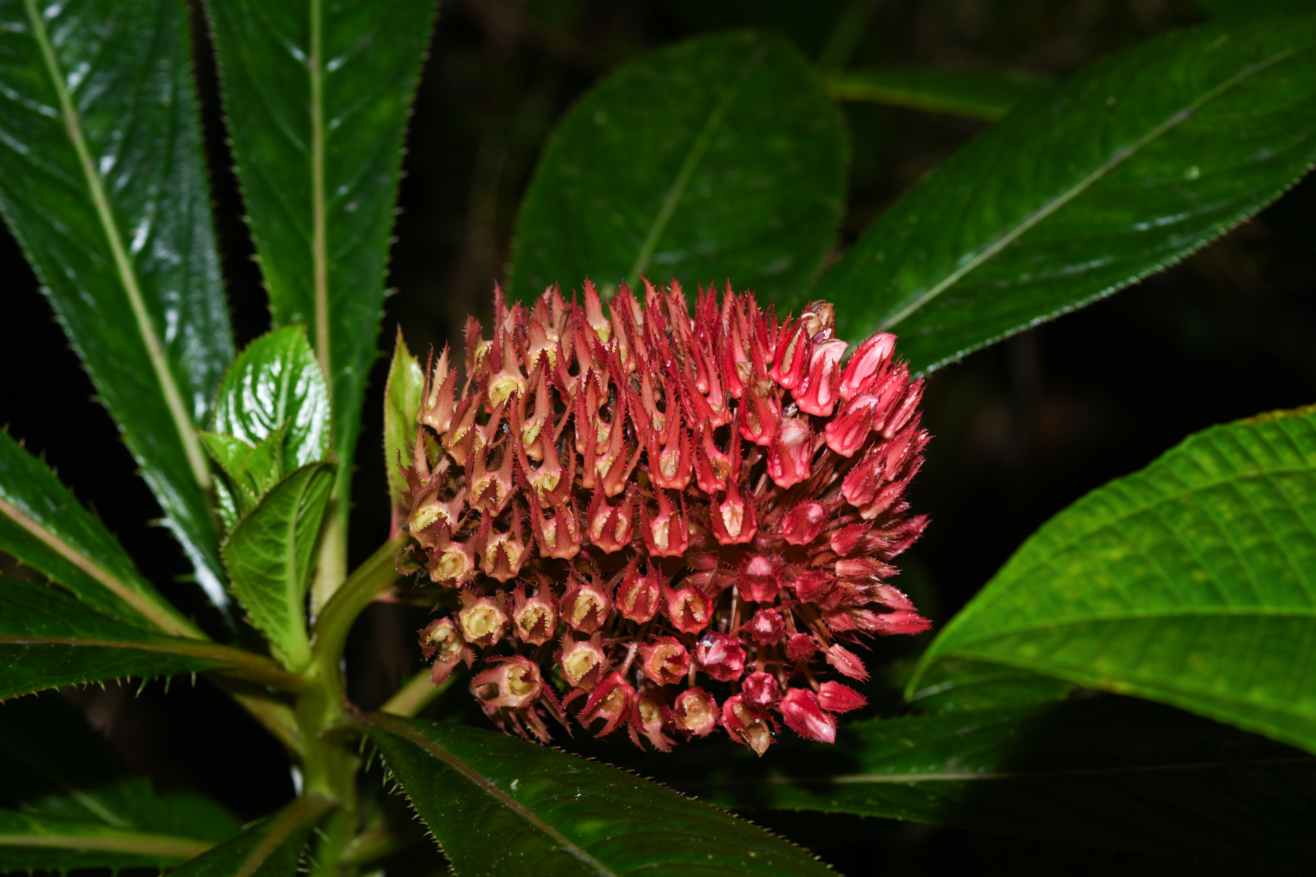 Lobelia conglobata Lam. - Photo Bivouac Naturaliste