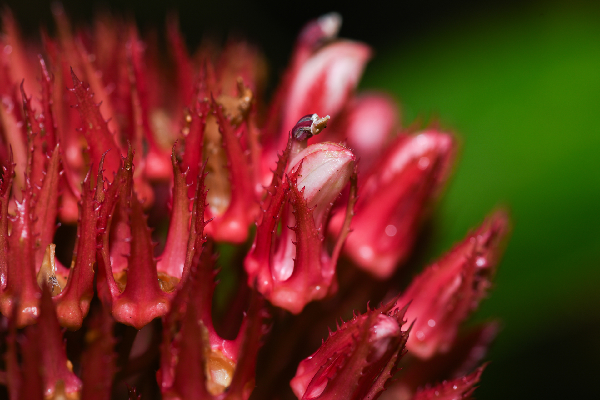 Lobelia conglobata Lam. - Photo Bivouac Naturaliste