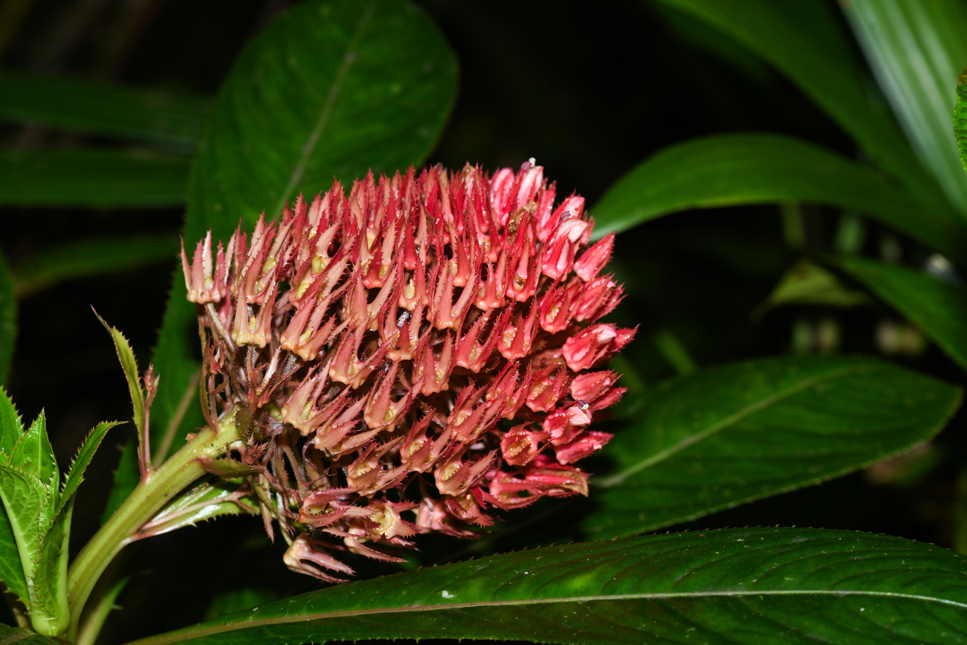 Lobelia conglobata Lam. - Photo Bivouac Naturaliste