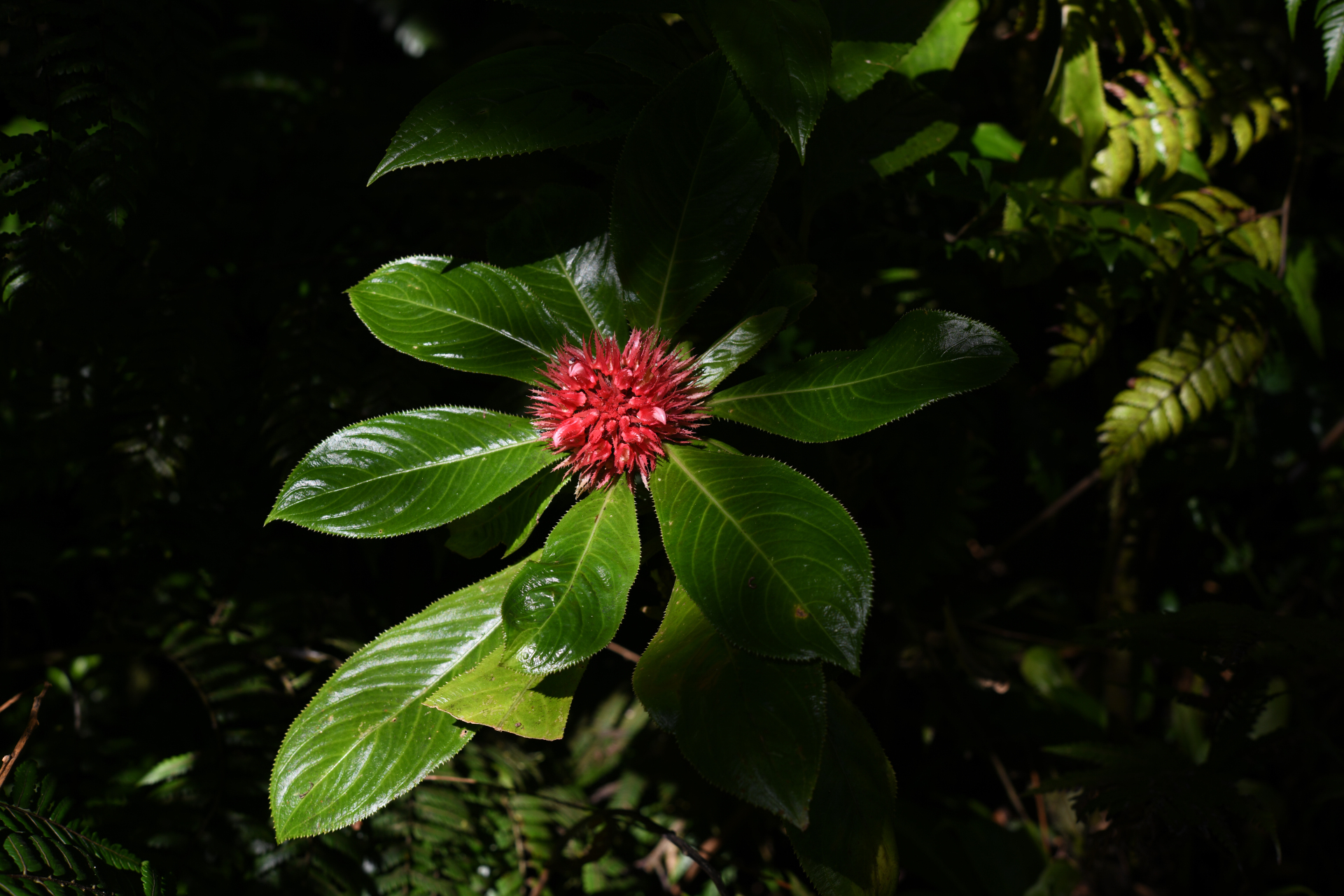 Lobelia conglobata Lam. - Photo Bivouac Naturaliste