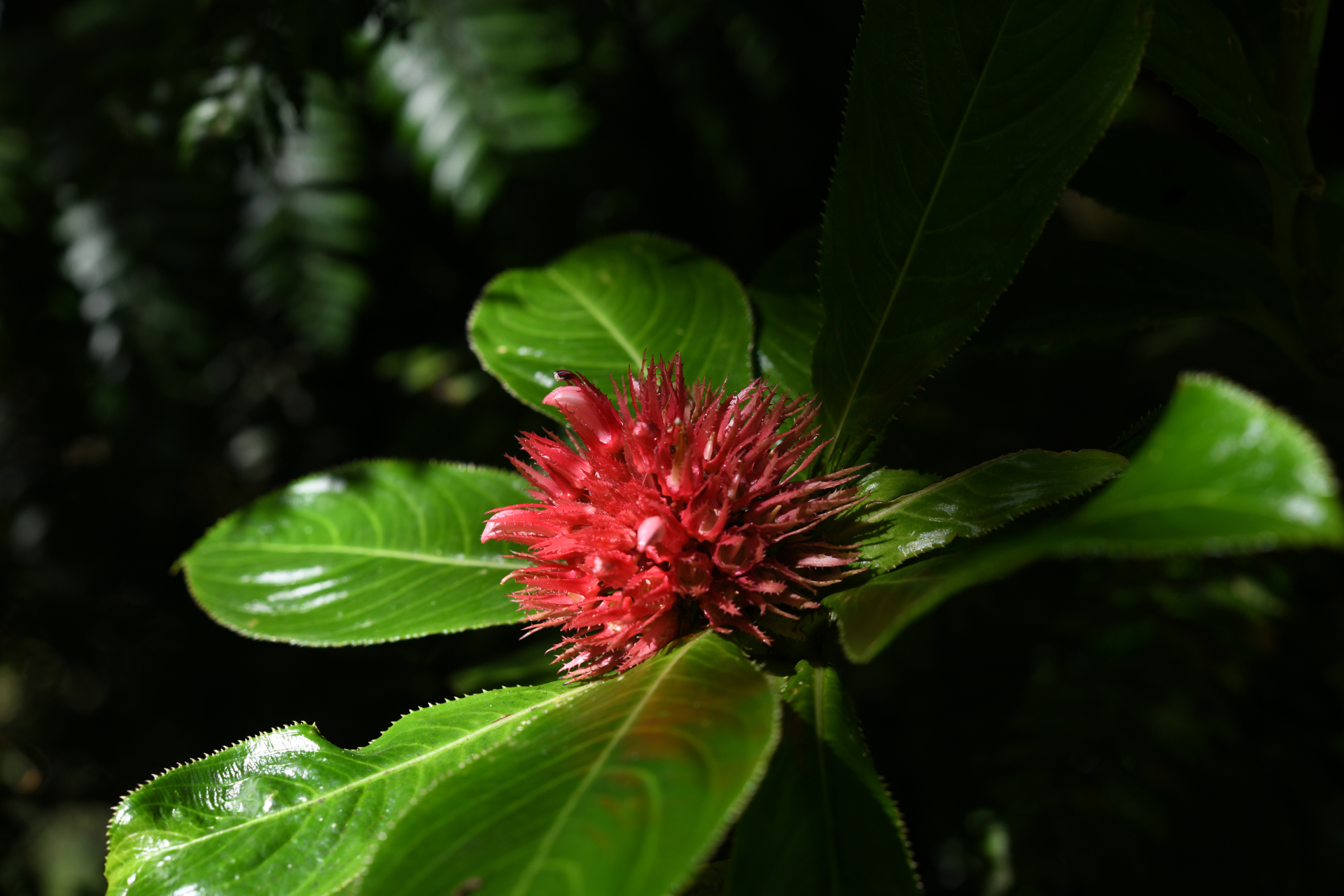 Lobelia conglobata Lam. - Photo Bivouac Naturaliste