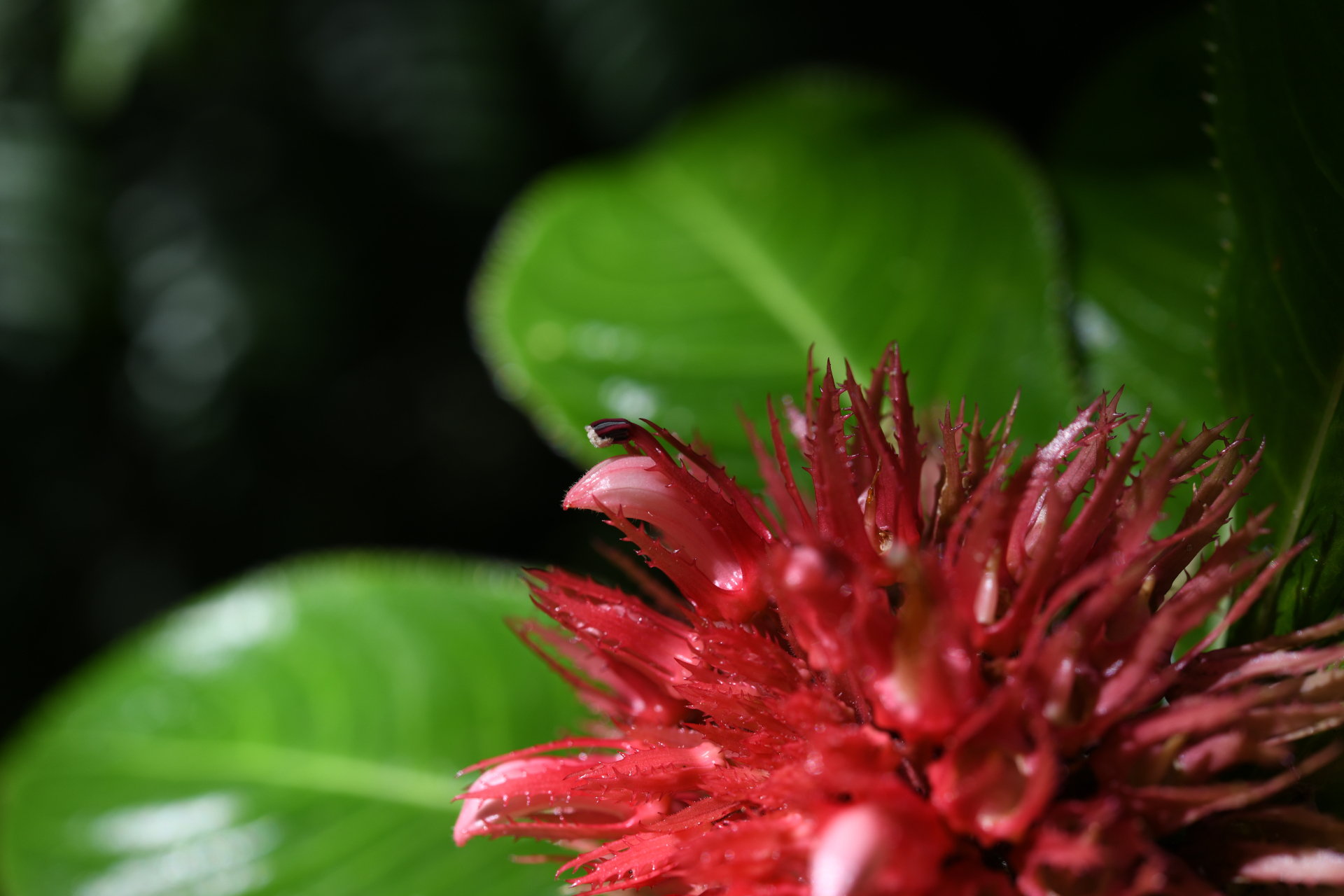 Lobelia conglobata Lam. - Photo Bivouac Naturaliste