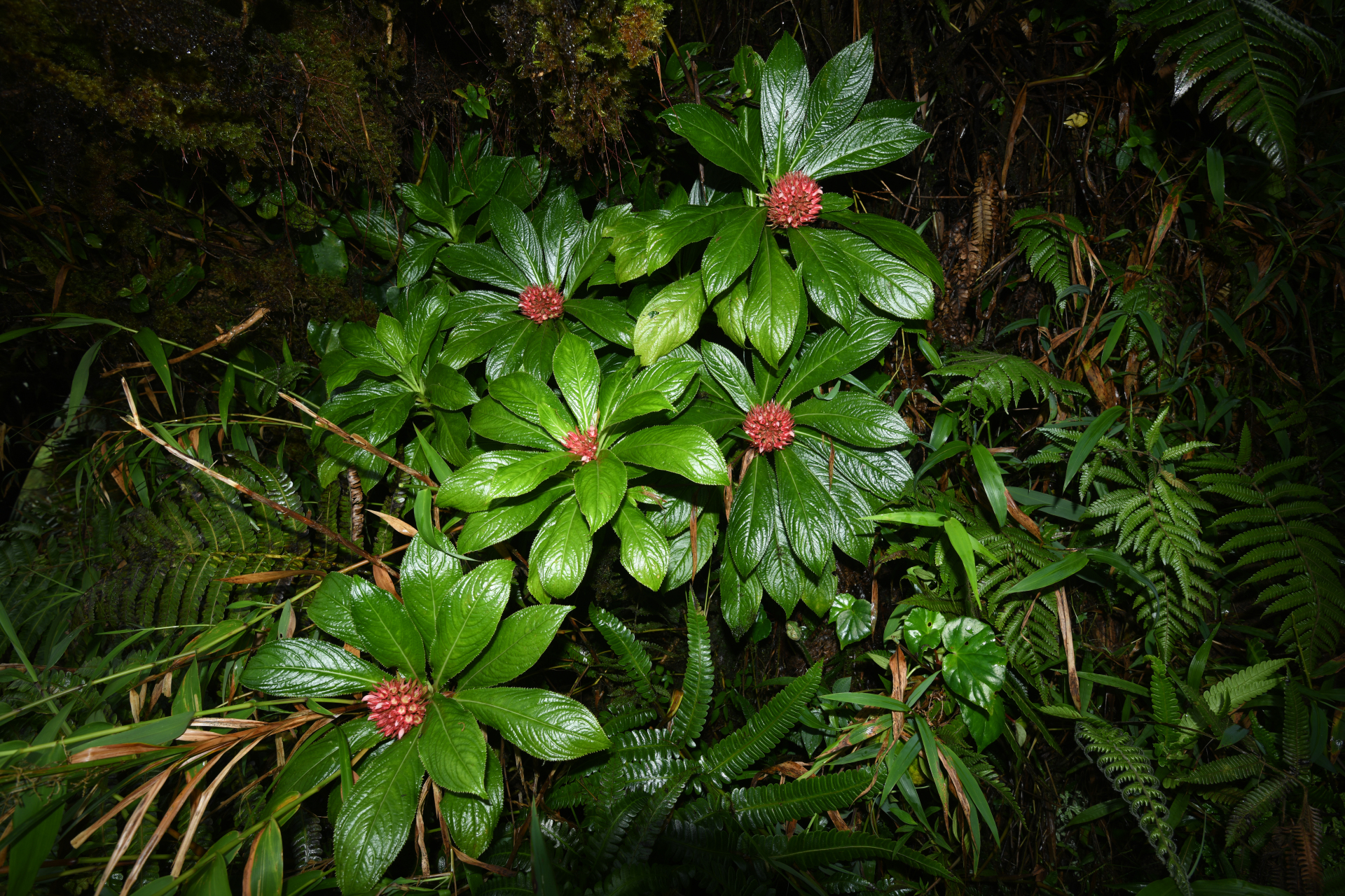 Lobelia conglobata Lam. - Photo Bivouac Naturaliste