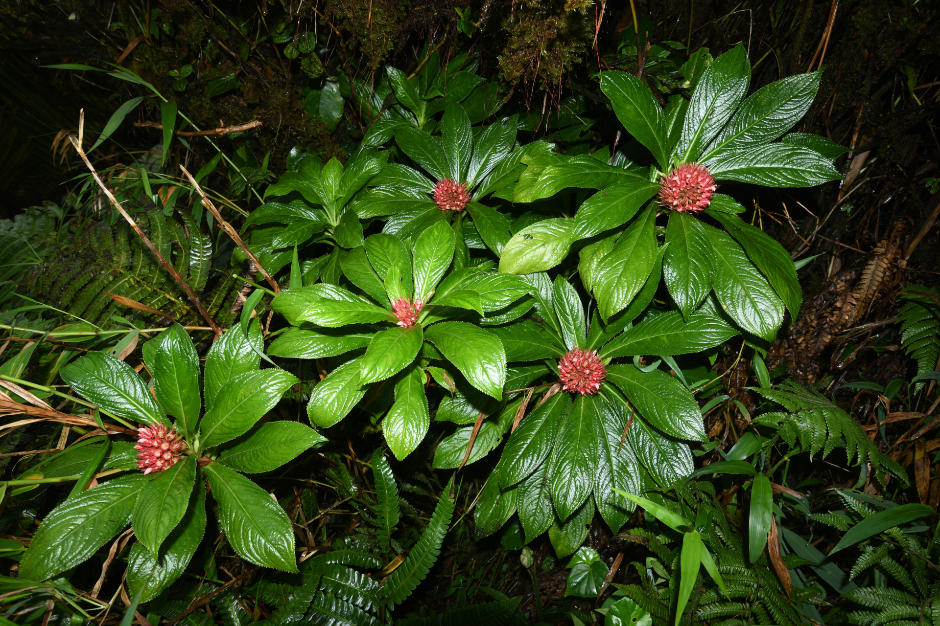 Lobelia conglobata Lam. - Photo Bivouac Naturaliste