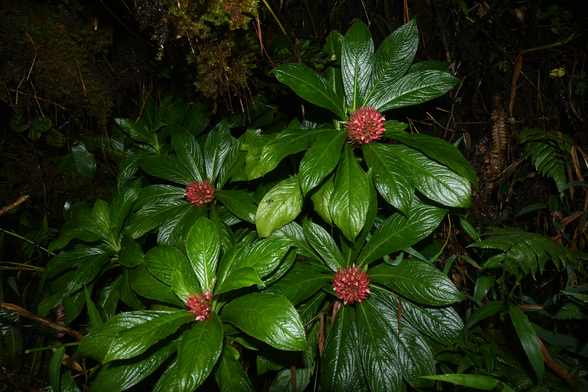 Lobelia conglobata Lam. - Photo Bivouac Naturaliste