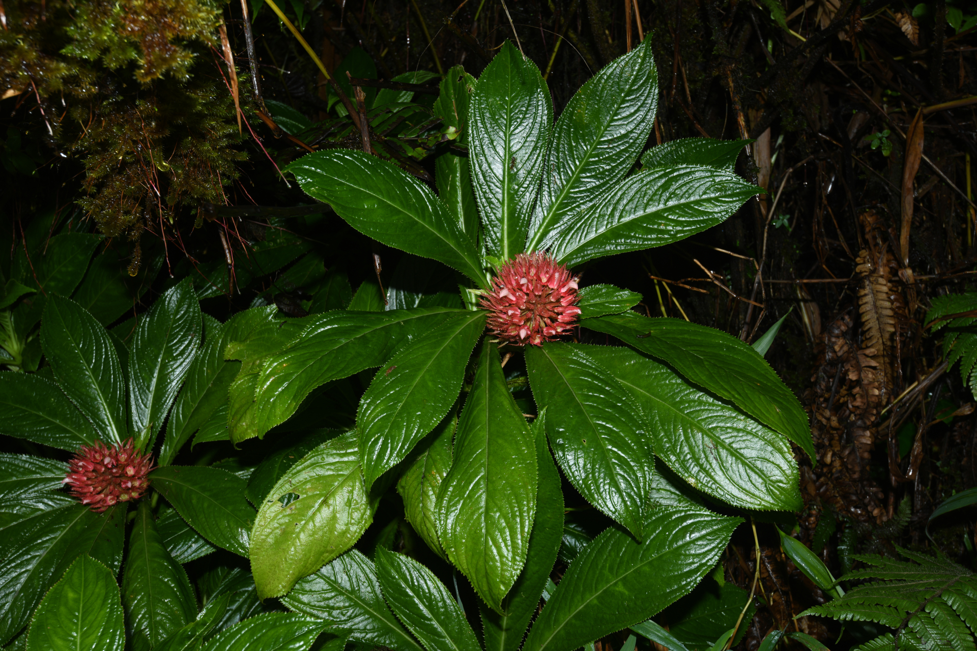 Lobelia conglobata Lam. - Photo Bivouac Naturaliste