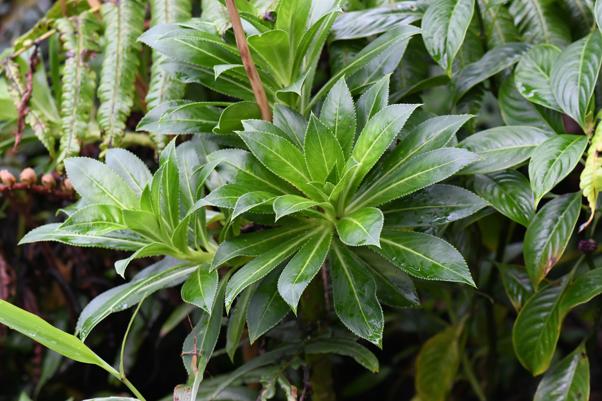 Lobelia stricta R.Br. - Photo Bivouac Naturaliste