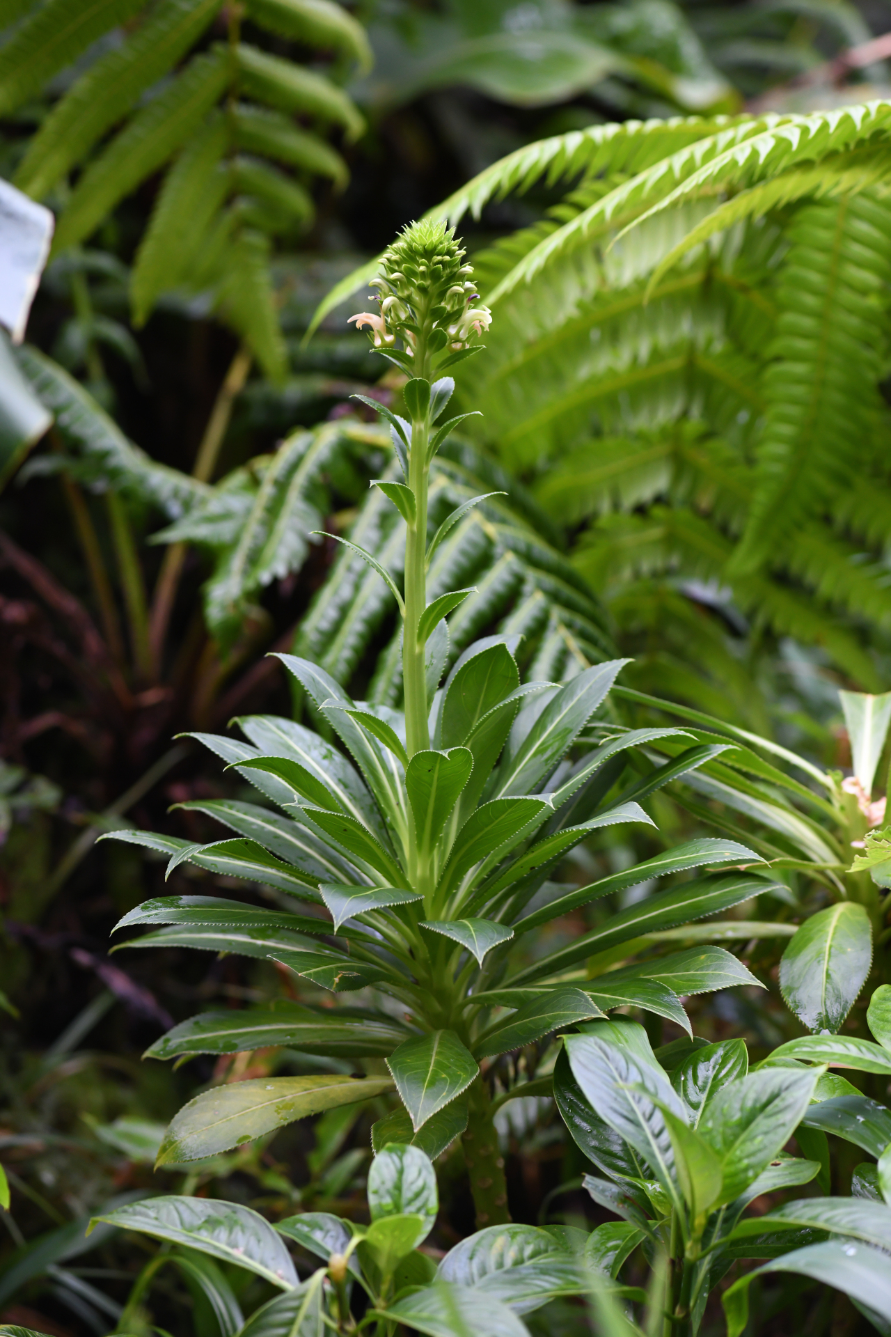 Lobelia stricta R.Br. - Photo Bivouac Naturaliste