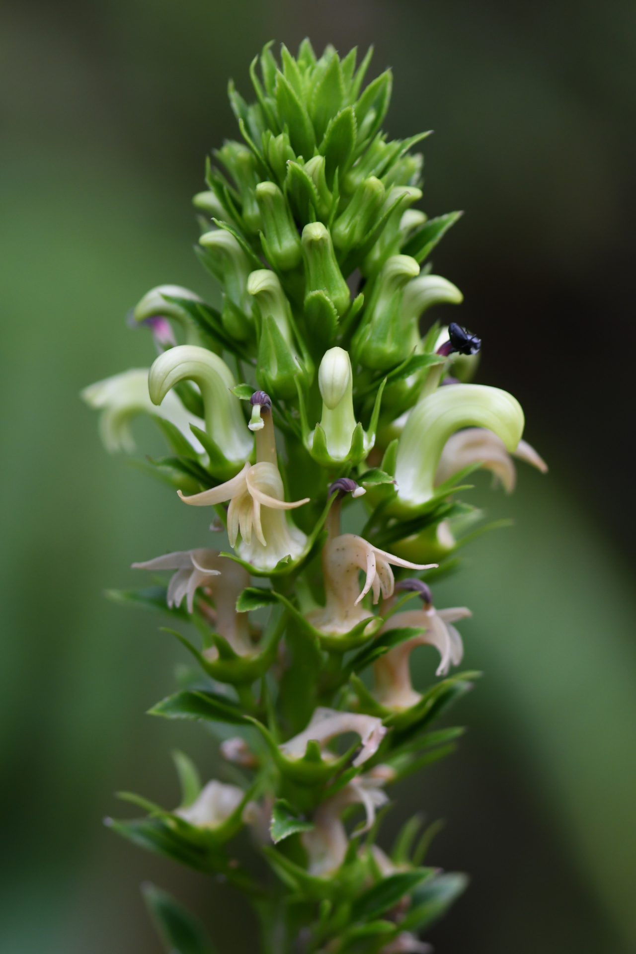 Lobelia stricta R.Br. - Photo Bivouac Naturaliste
