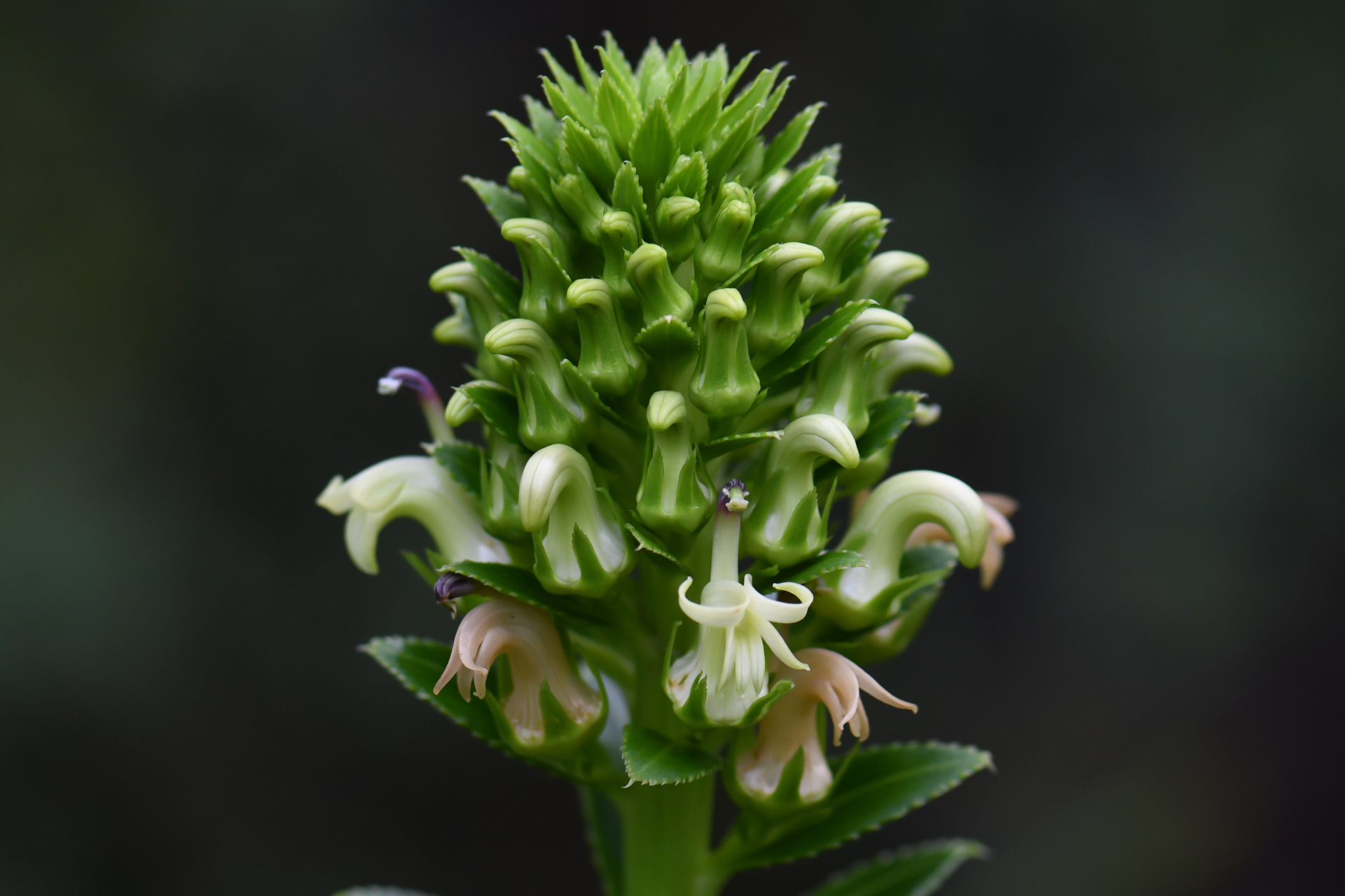 Lobelia stricta R.Br. - Photo Bivouac Naturaliste