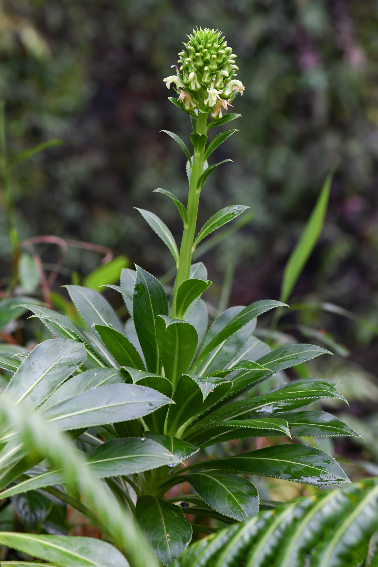 Lobelia stricta R.Br. - Photo Bivouac Naturaliste