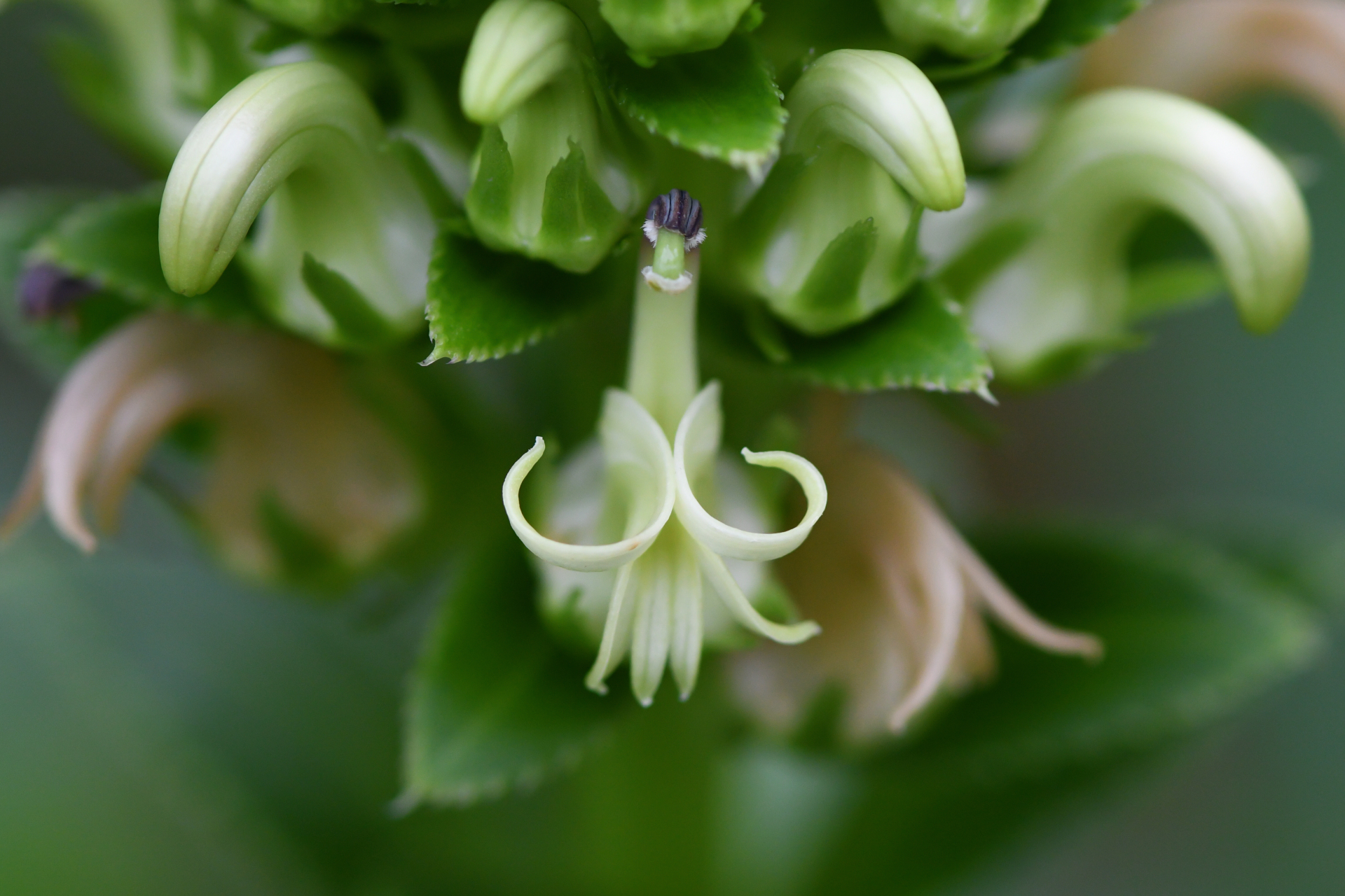 Lobelia stricta R.Br. - Photo Bivouac Naturaliste