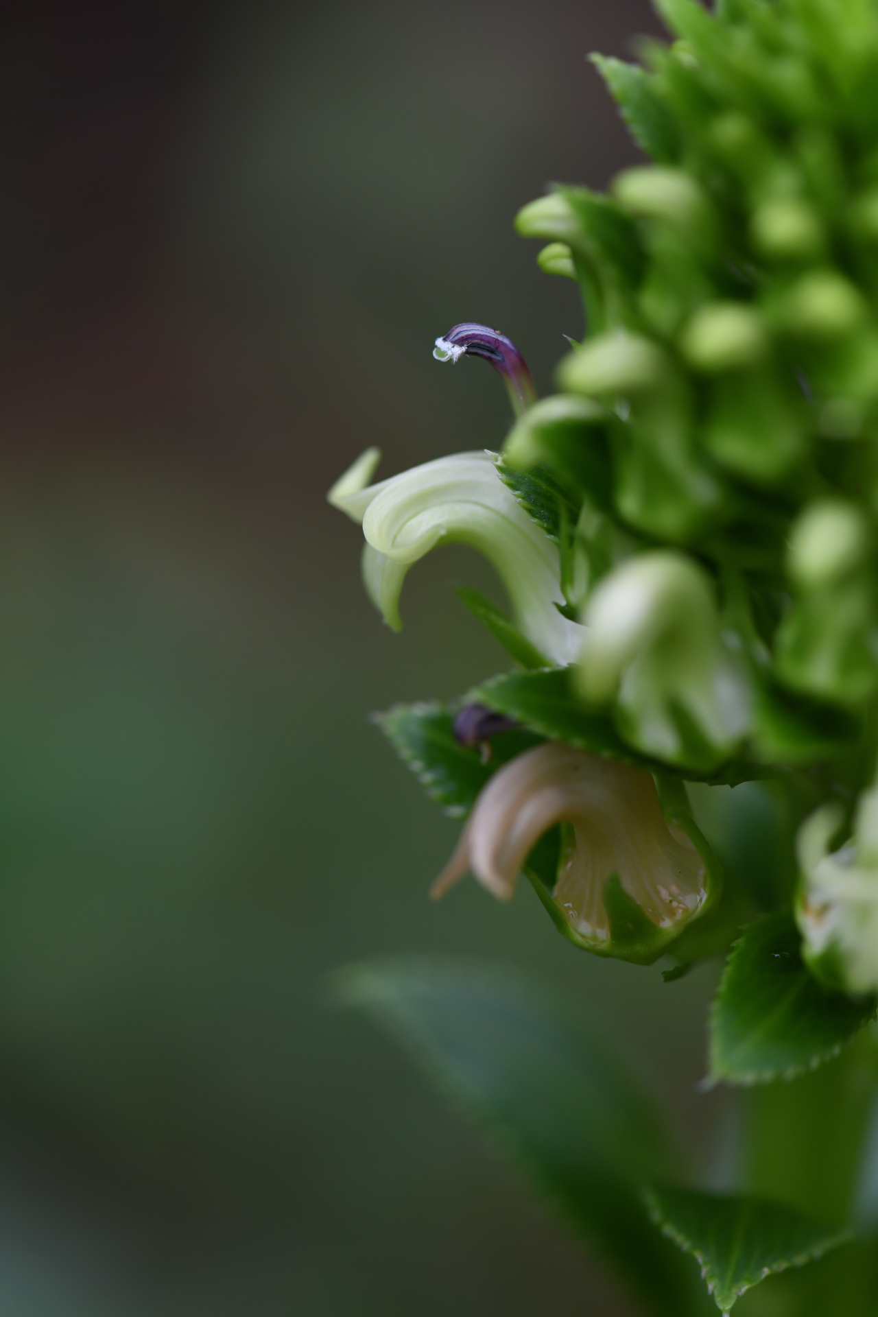 Lobelia stricta R.Br. - Photo Bivouac Naturaliste