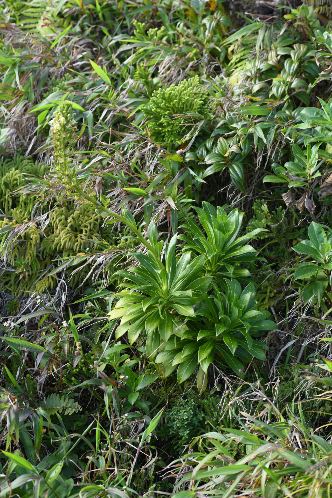 Lobelia stricta R.Br. - Photo Bivouac Naturaliste