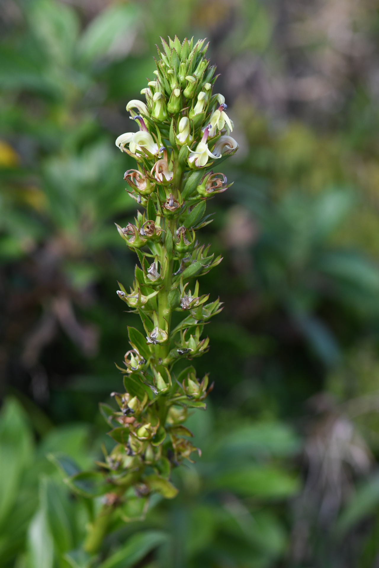 Lobelia stricta R.Br. - Photo Bivouac Naturaliste