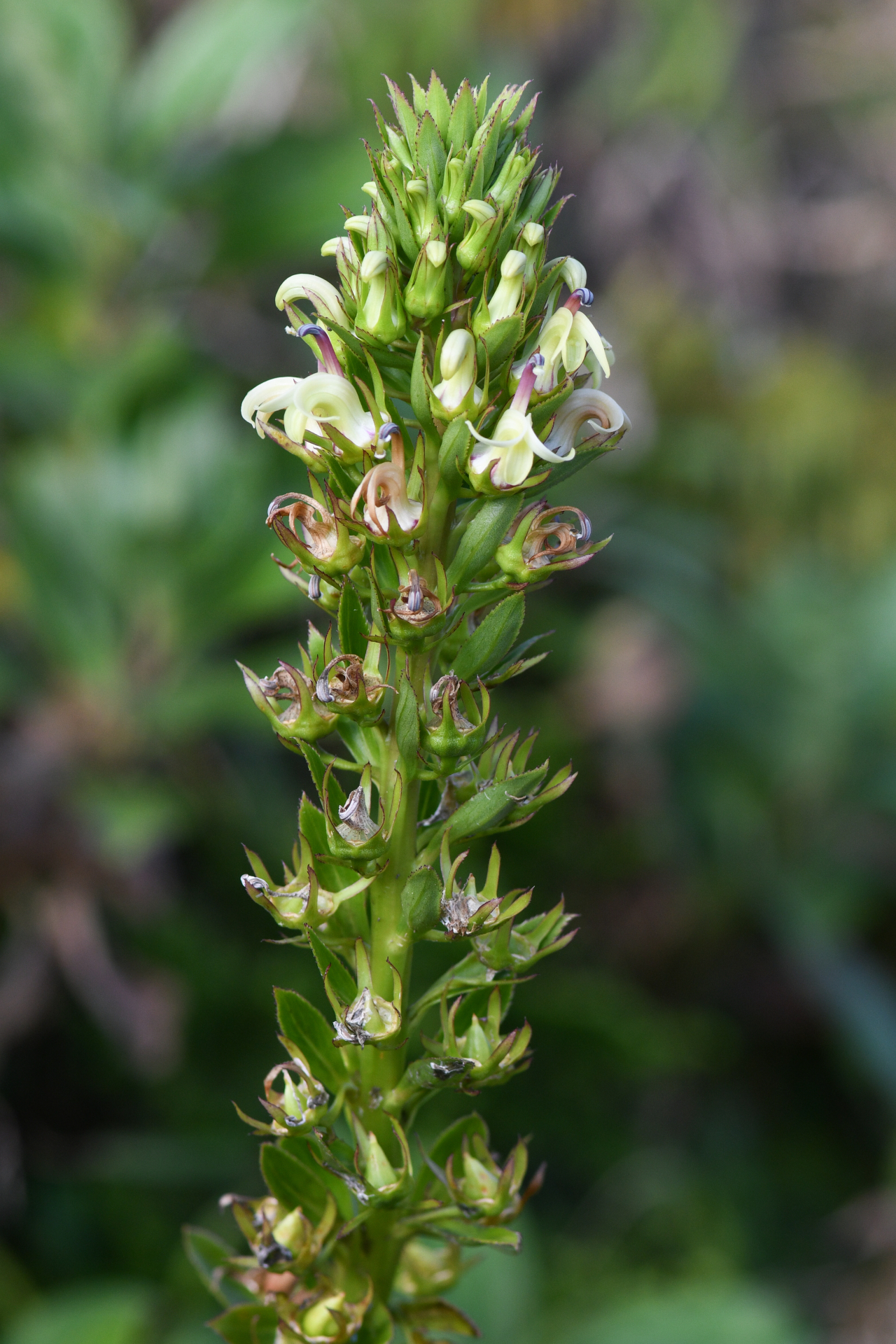 Lobelia stricta R.Br. - Photo Bivouac Naturaliste