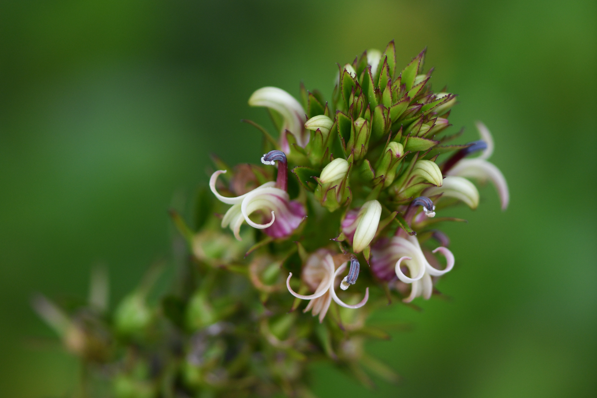 Lobelia stricta R.Br. - Photo Bivouac Naturaliste