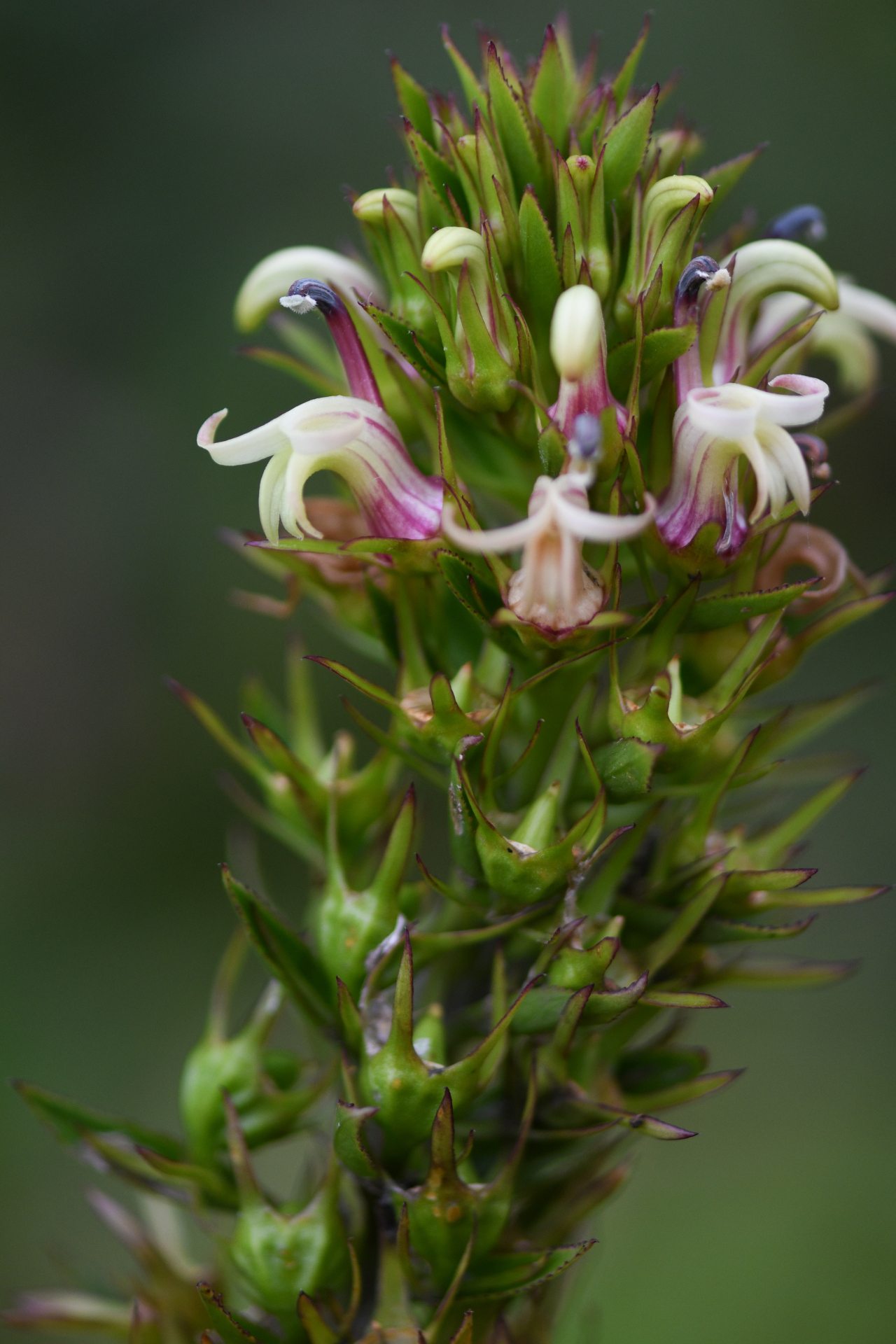 Lobelia stricta R.Br. - Photo Bivouac Naturaliste
