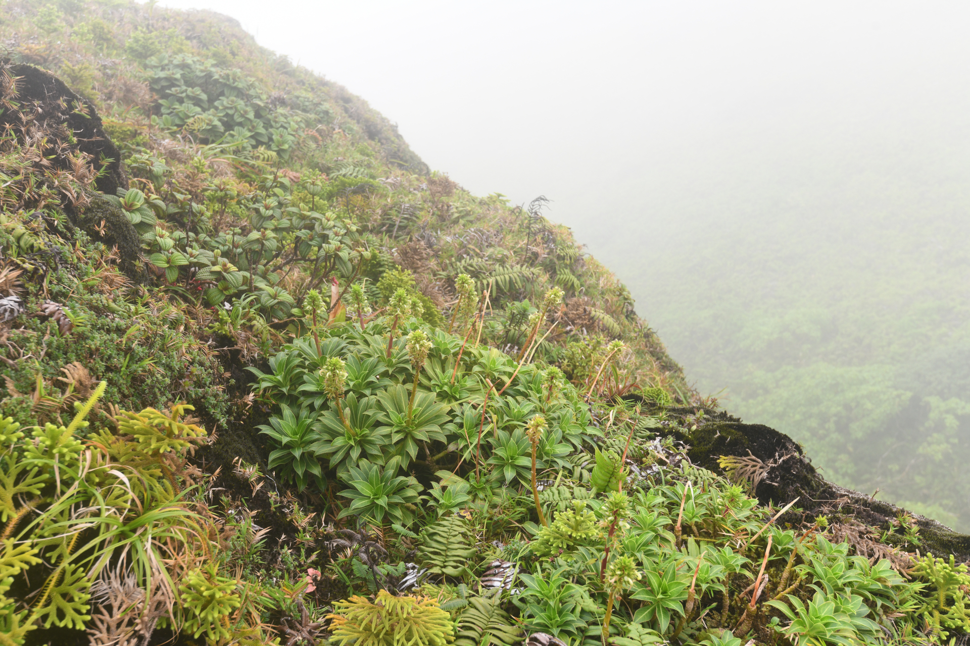 Lobelia stricta R.Br. - Photo Bivouac Naturaliste