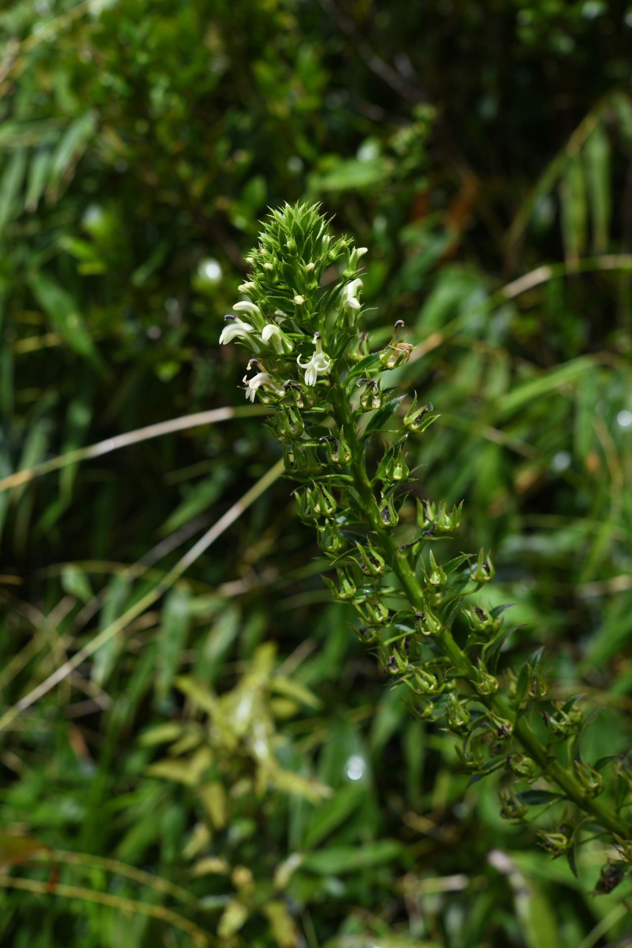 Lobelia stricta R.Br. - Photo Bivouac Naturaliste