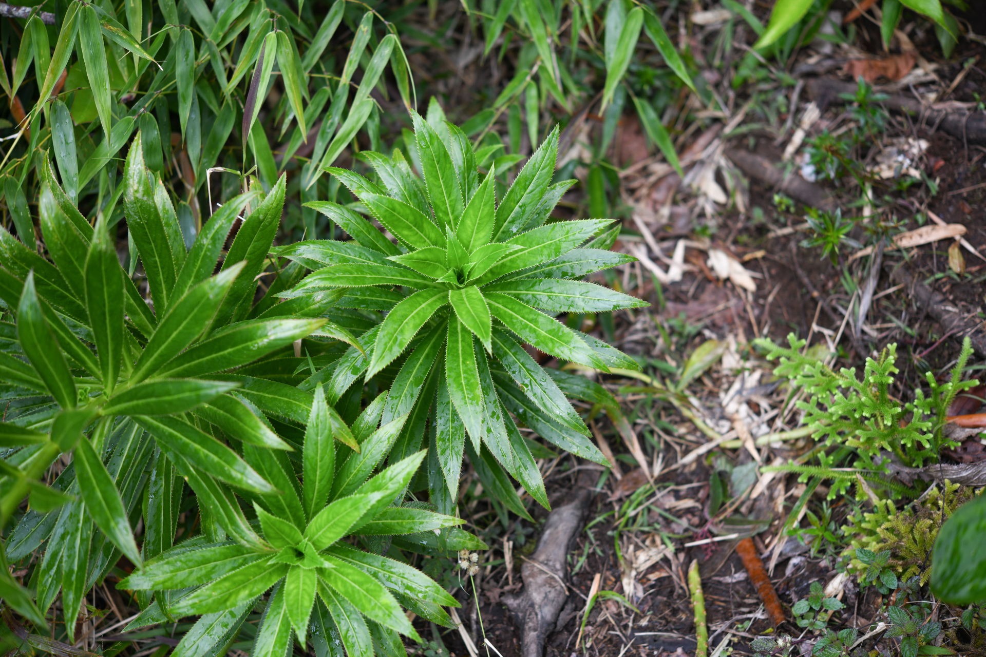 Lobelia stricta R.Br. - Photo Bivouac Naturaliste