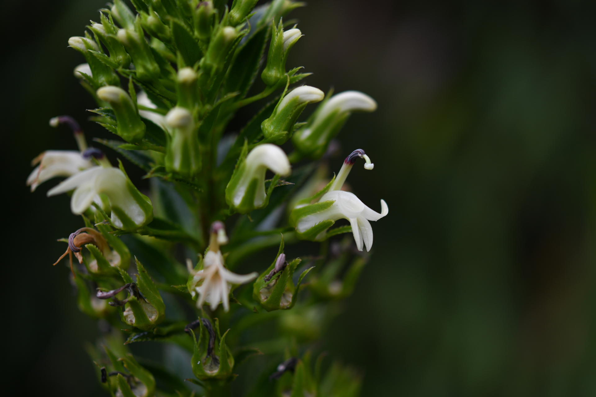 Lobelia stricta R.Br. - Photo Bivouac Naturaliste