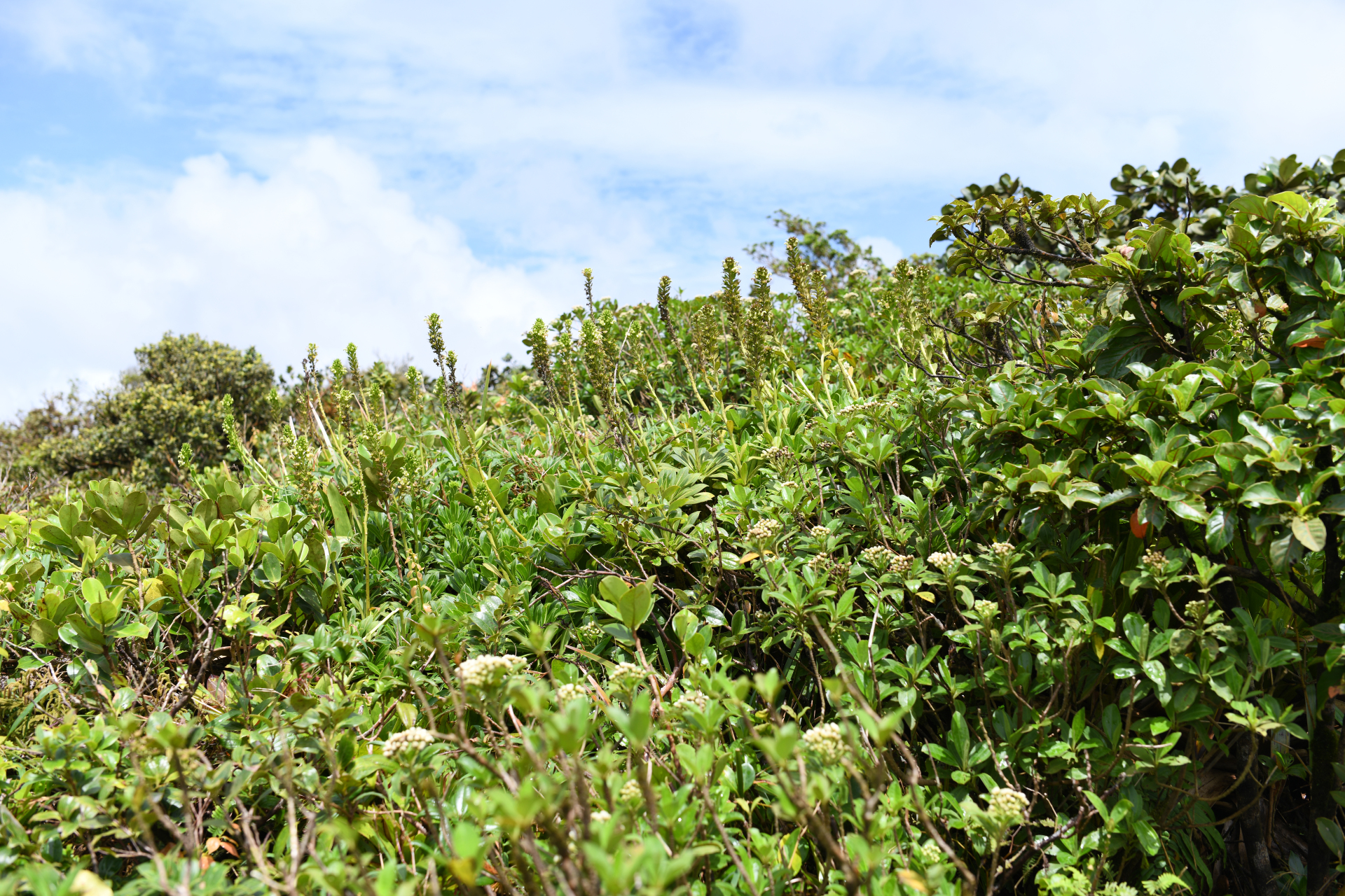 Lobelia stricta R.Br. - Photo Bivouac Naturaliste