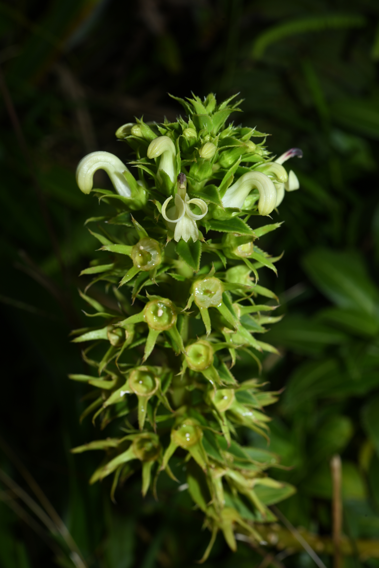 Lobelia stricta R.Br. - Photo Bivouac Naturaliste